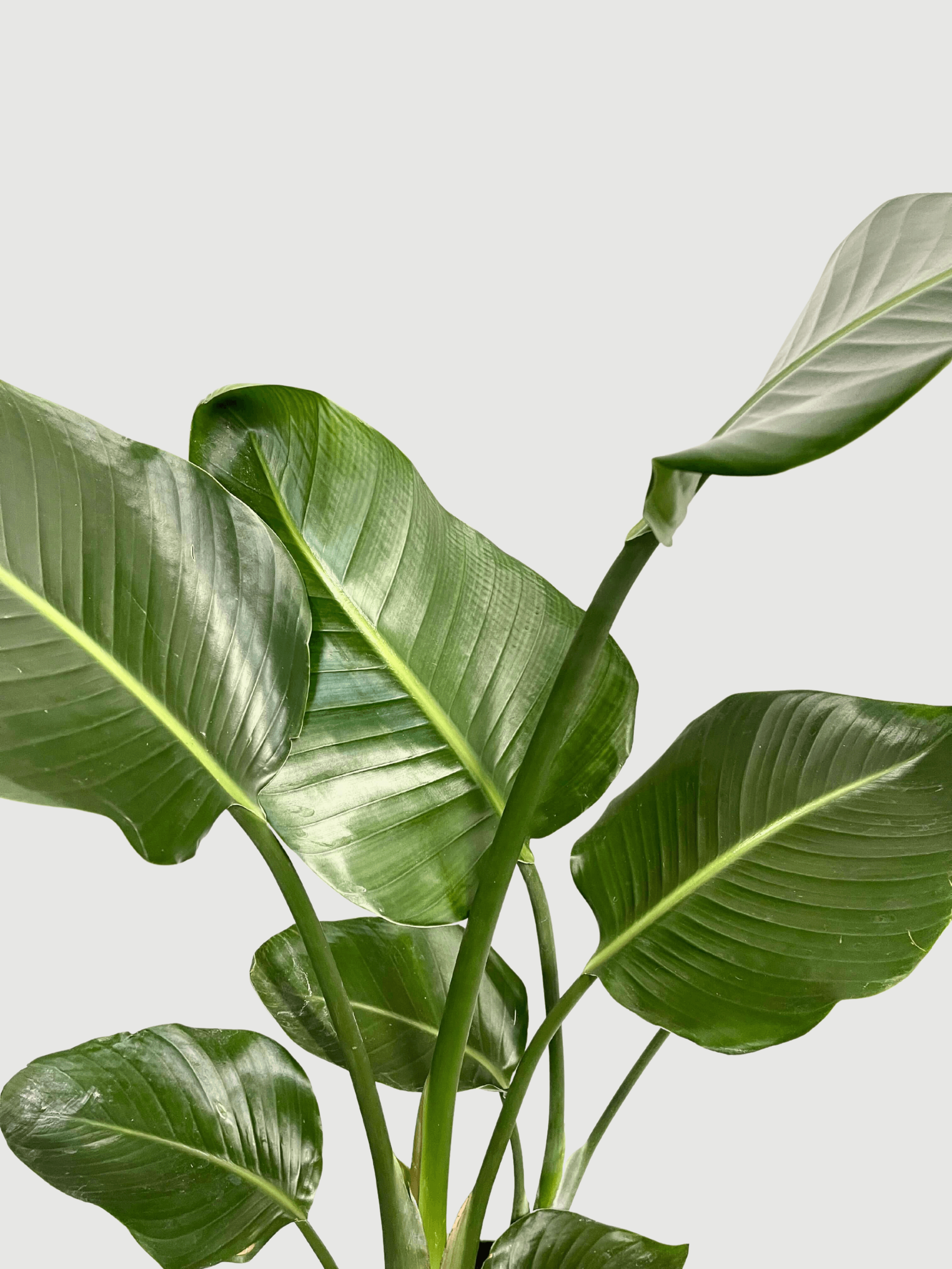 Strelitzia Nicolai, Bird of Paradise, Large Leaf Plant, 120cm