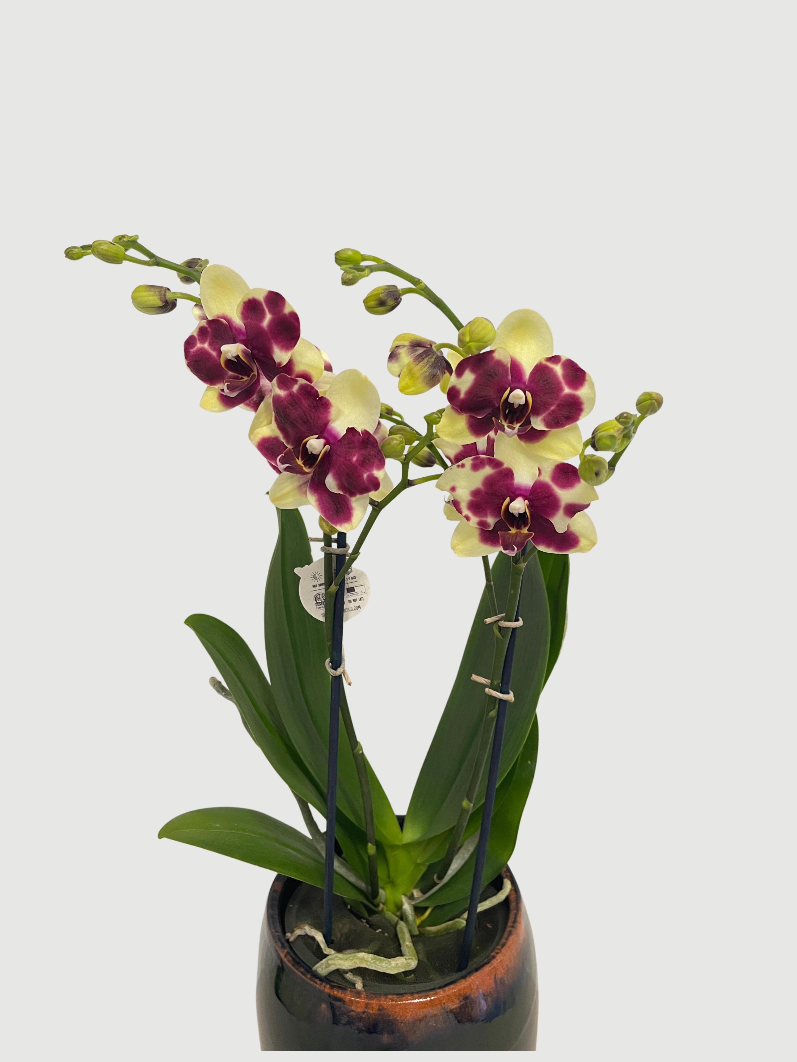 Phalaenopsis Catania Orchid, 40-45cm