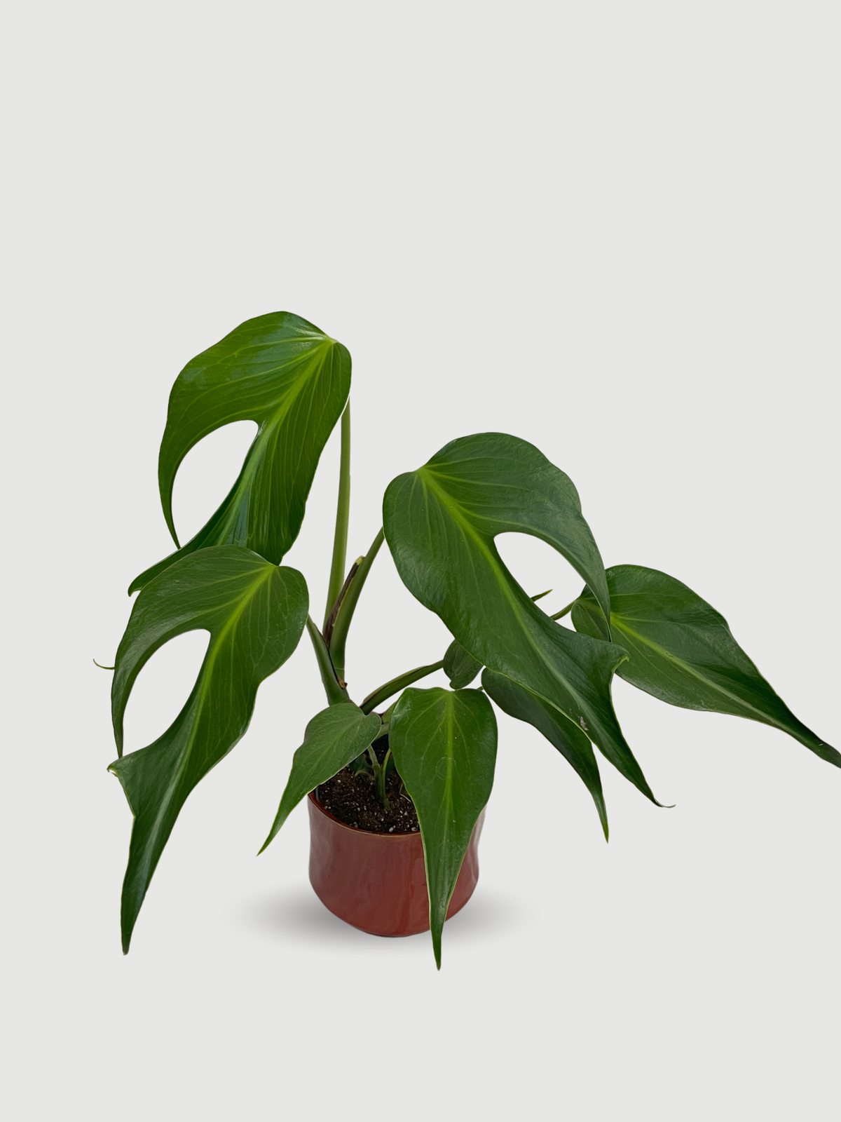 Monstera Burle Marx Flame | The Ultimate Rare Collector Houseplant