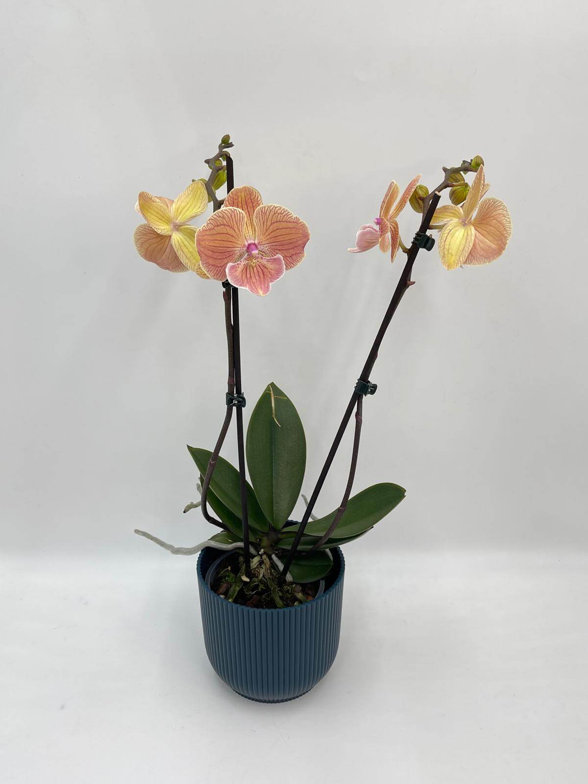 Phalaenopsis Special Edition, Big Lip Orchid, 50cm