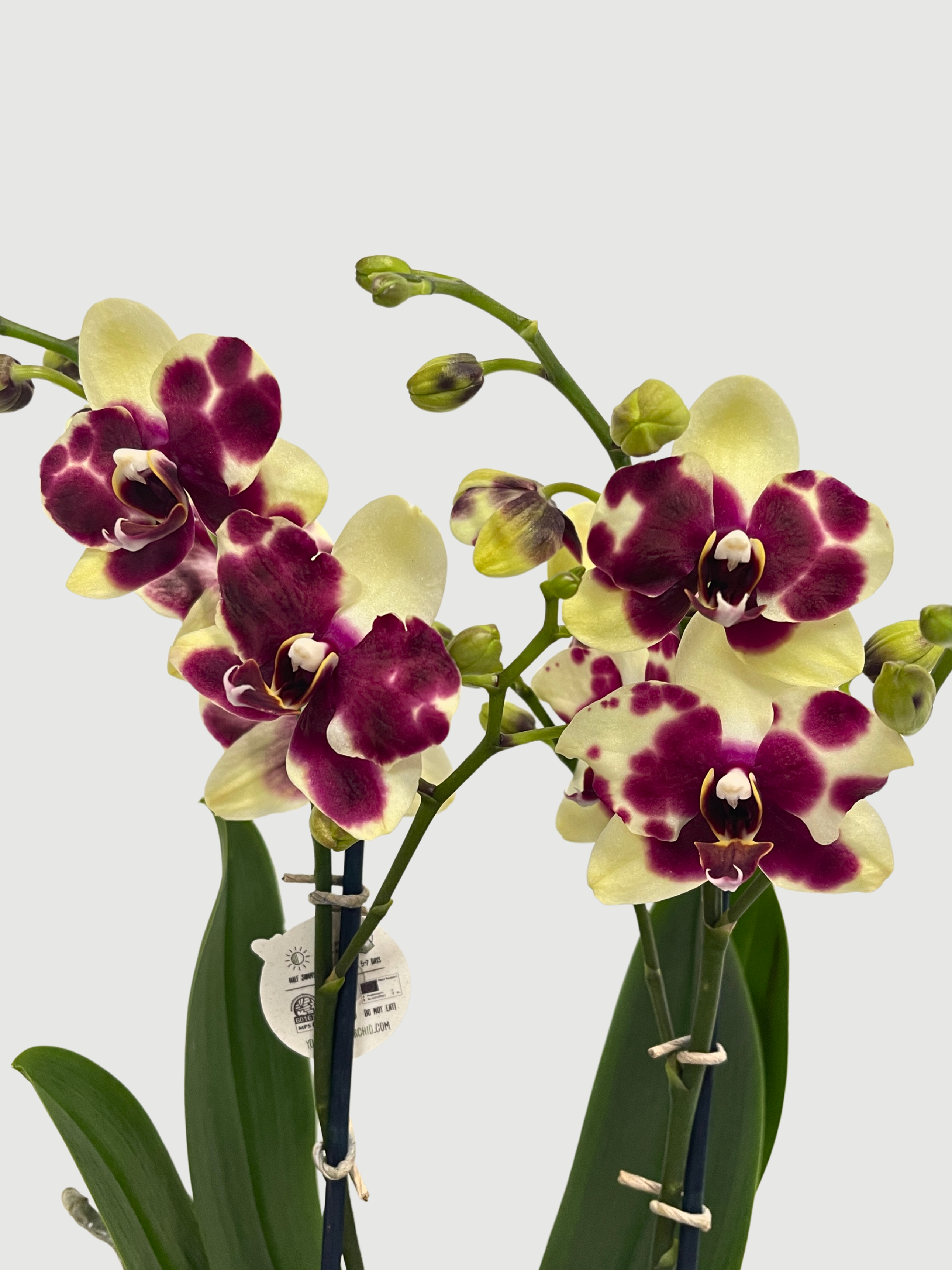 Phalaenopsis Catania Orchid, 40-45cm