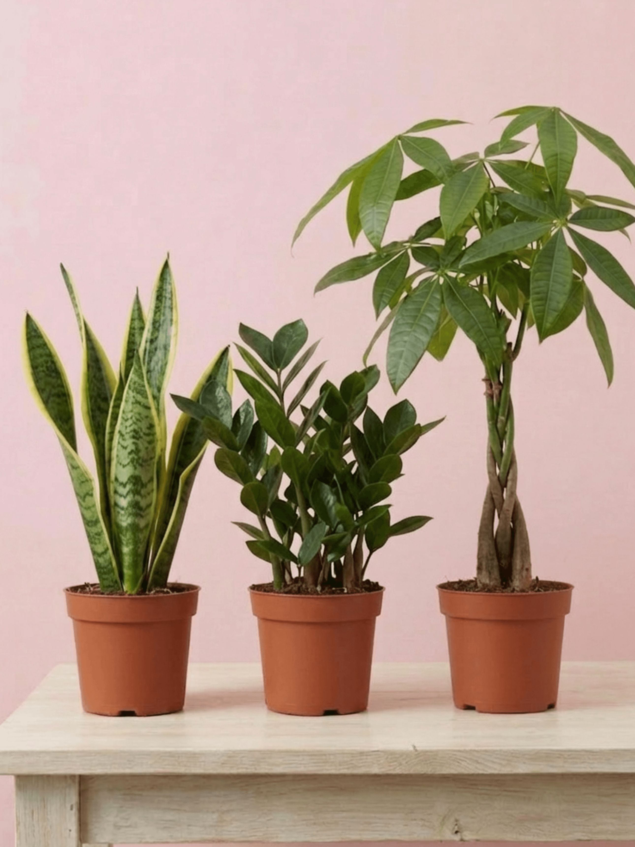 Air Purifying Plant Bundle | Pachira Aquatica, ZZ & Snake Plant Set