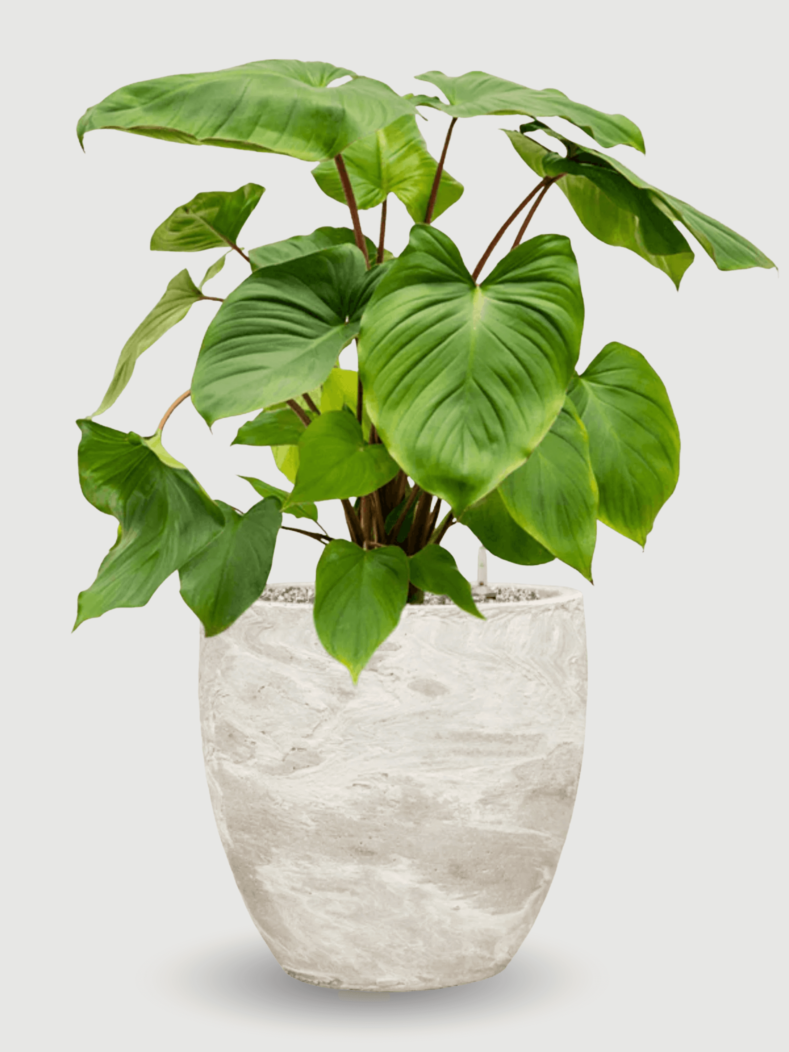 Algar_Plant_Pot_34cm_White_Indoor__Outdoor_Plant_Pot