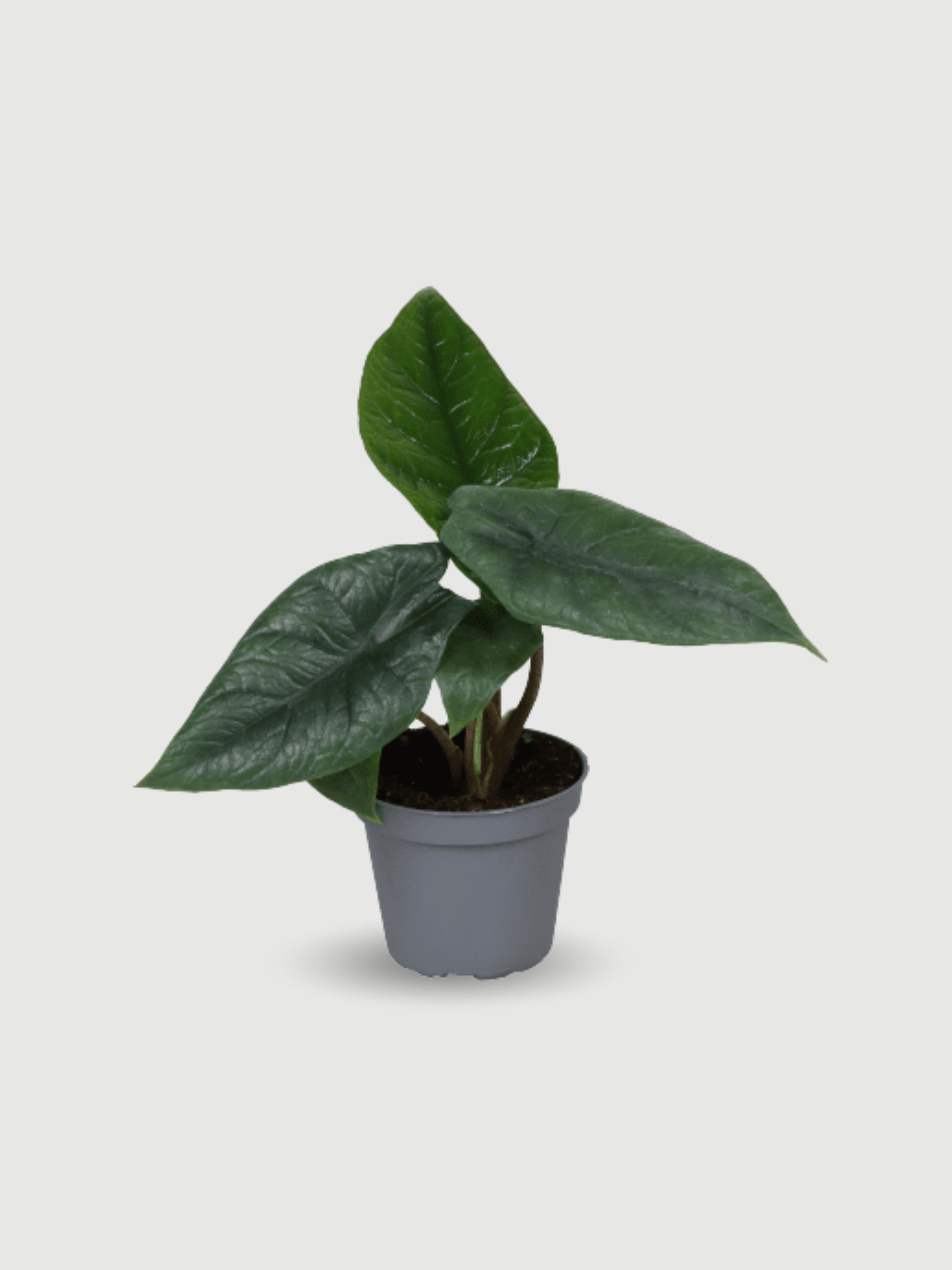 Alocasia_Scalprum_Elephant_Ears