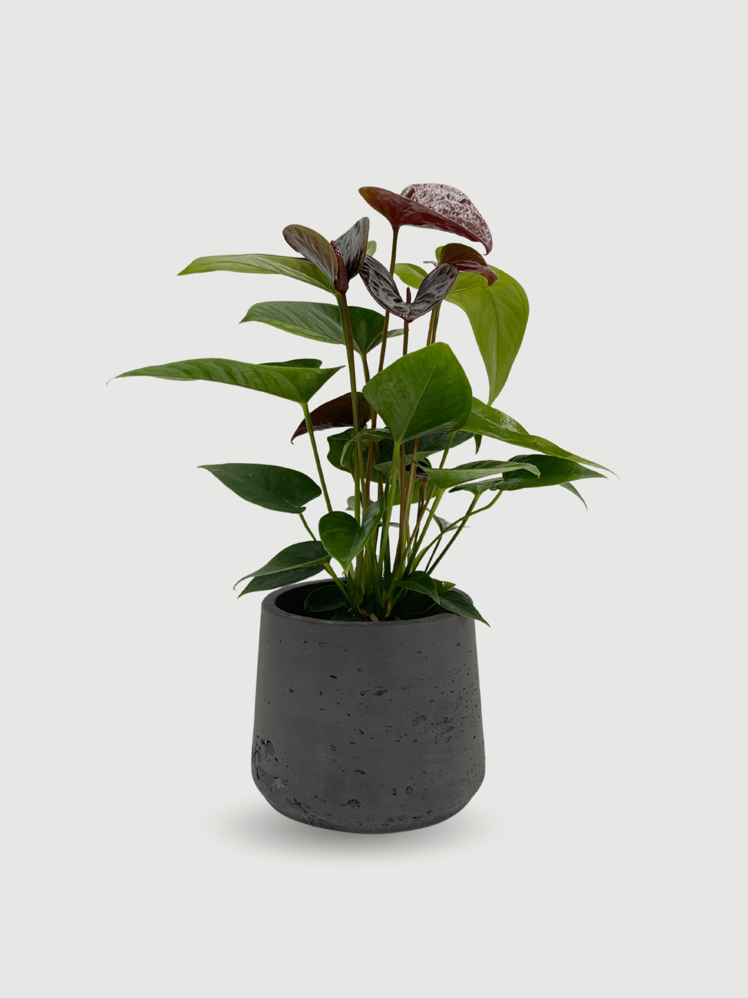 Anthurium_Black_Love_in_Black_Pot