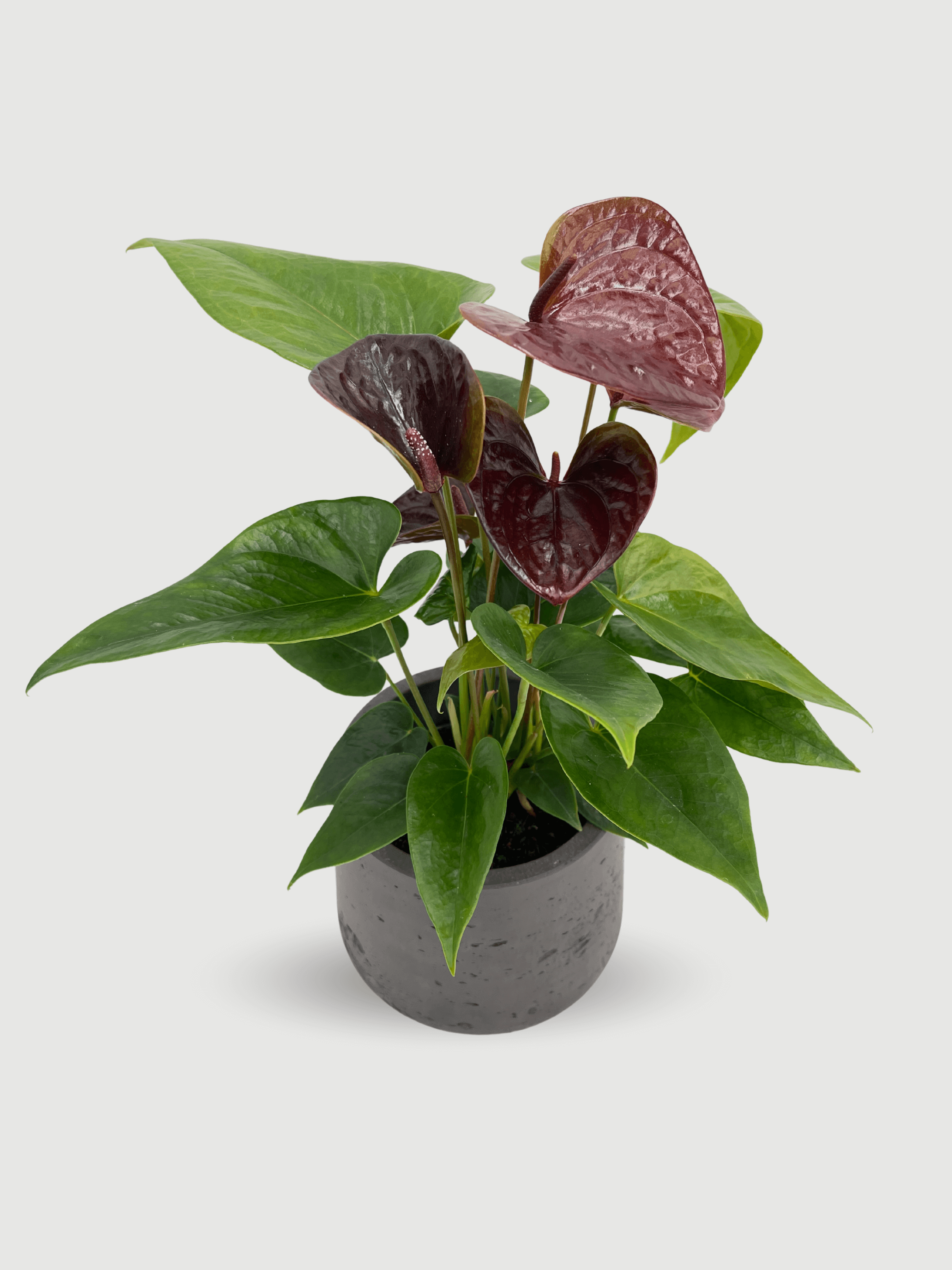Anthurium_Black_Love_in_Black_Pot