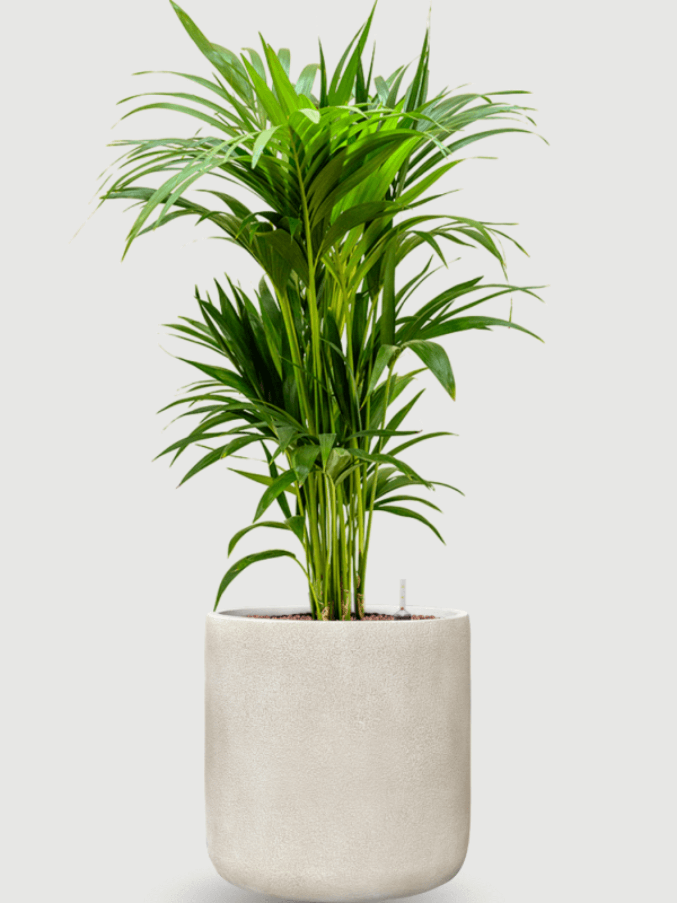 Antwerp_Plant_Pot_Beige_D37cm_Indoor__Outdoor_Planter
