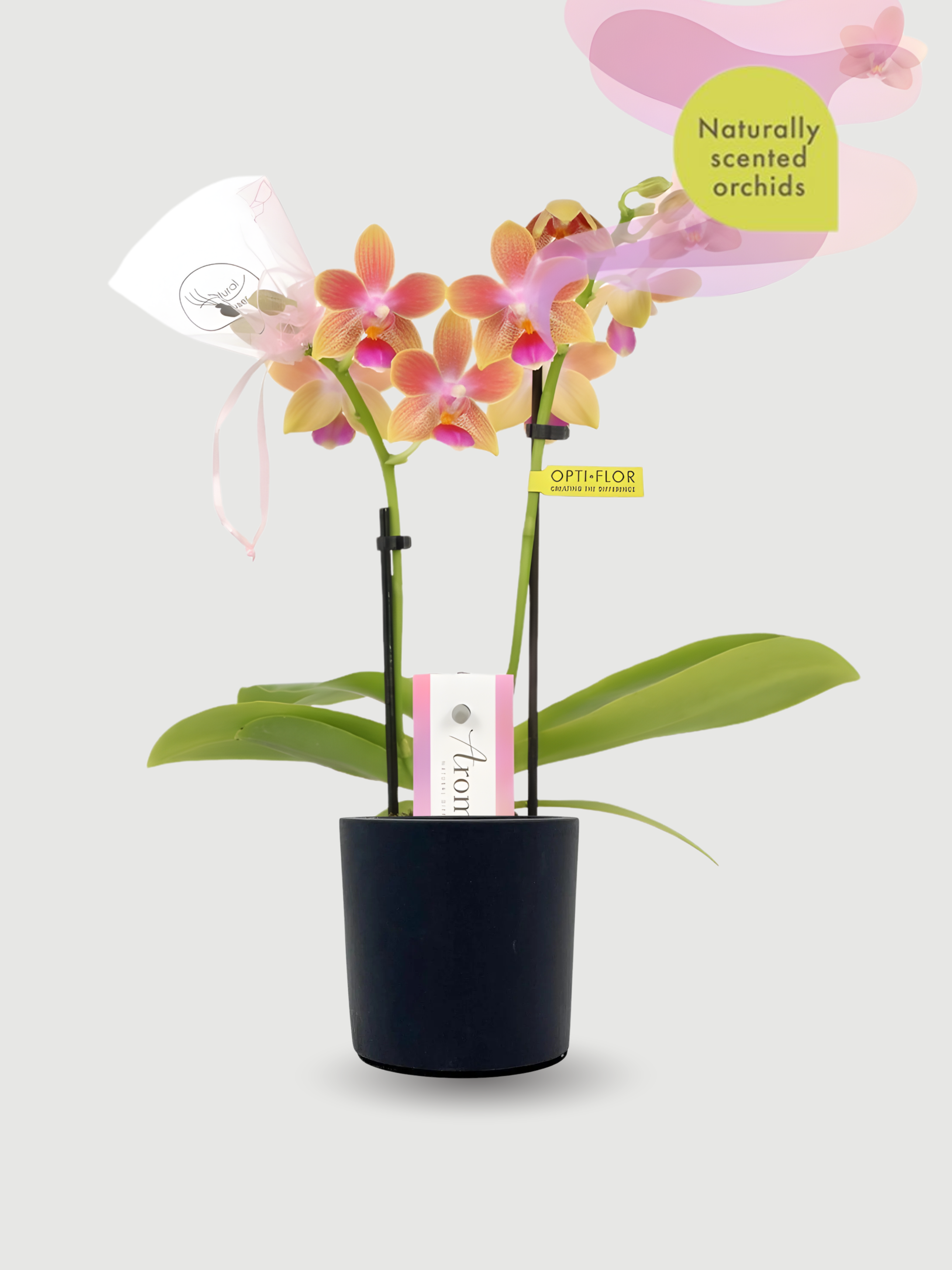 Aromio_Scented_Phalaenopsis_Miniature_Orchids