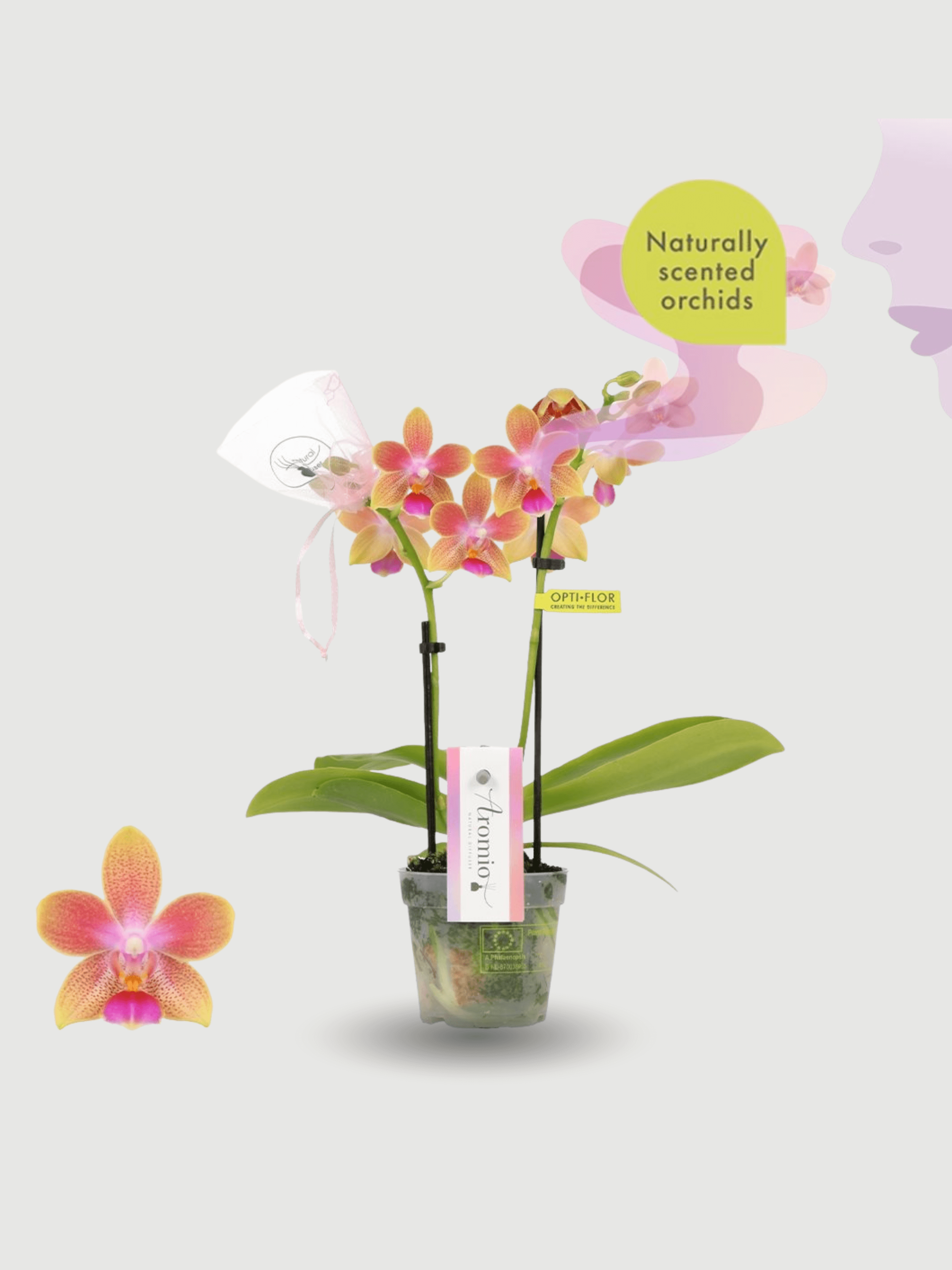 Aromio_Scented_Phalaenopsis_Miniature_Orchids