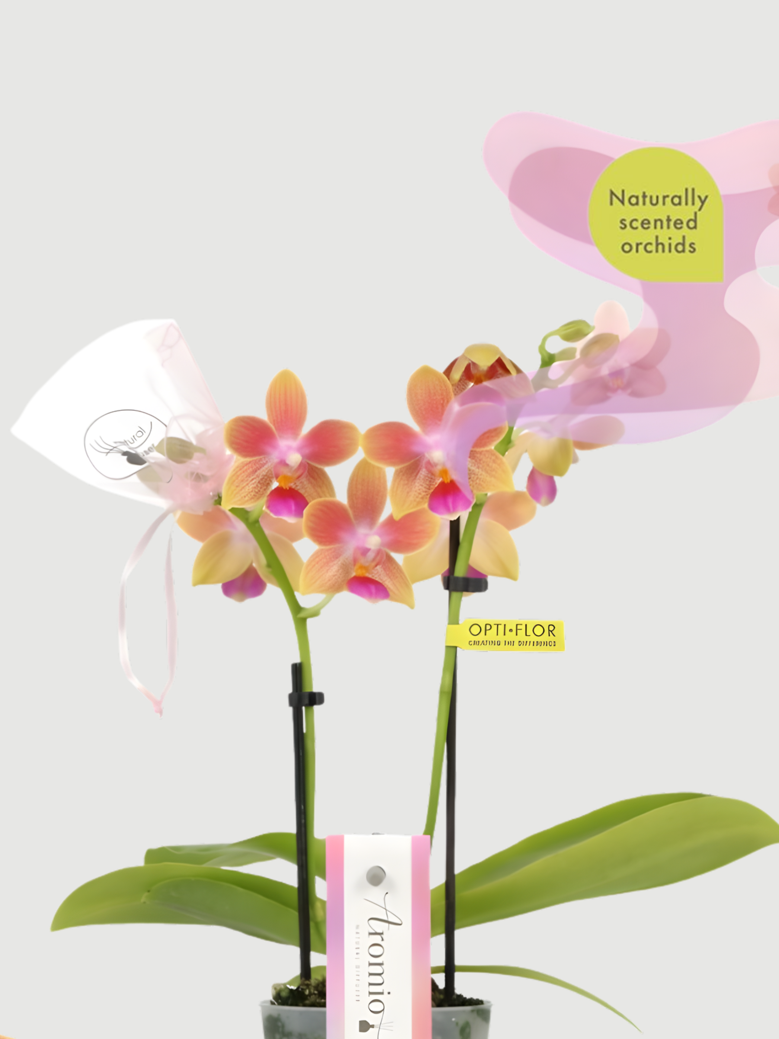 Aromio_Scented_Phalaenopsis_Miniature_Orchids