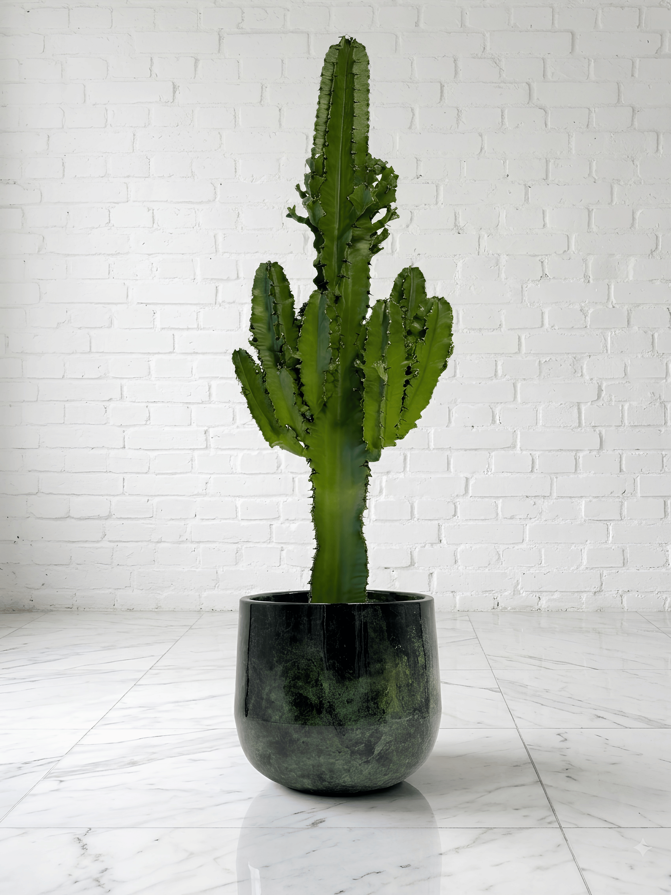 Euphorbia Erythraeae in Mystic Green Metal Pot | Ready to Gift