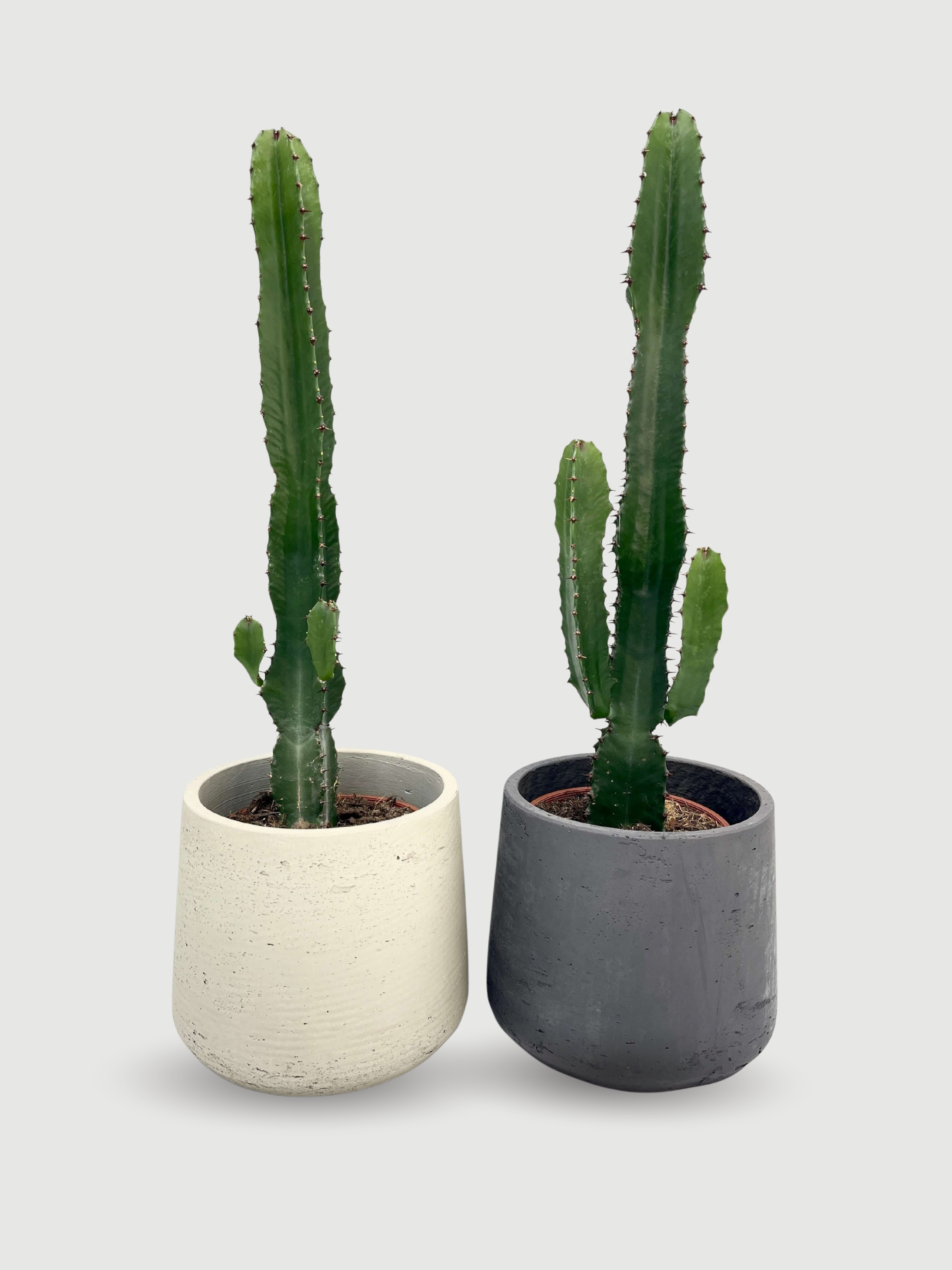 Euphorbia_Acrurensis_Statement_Cactus_70-75cm
