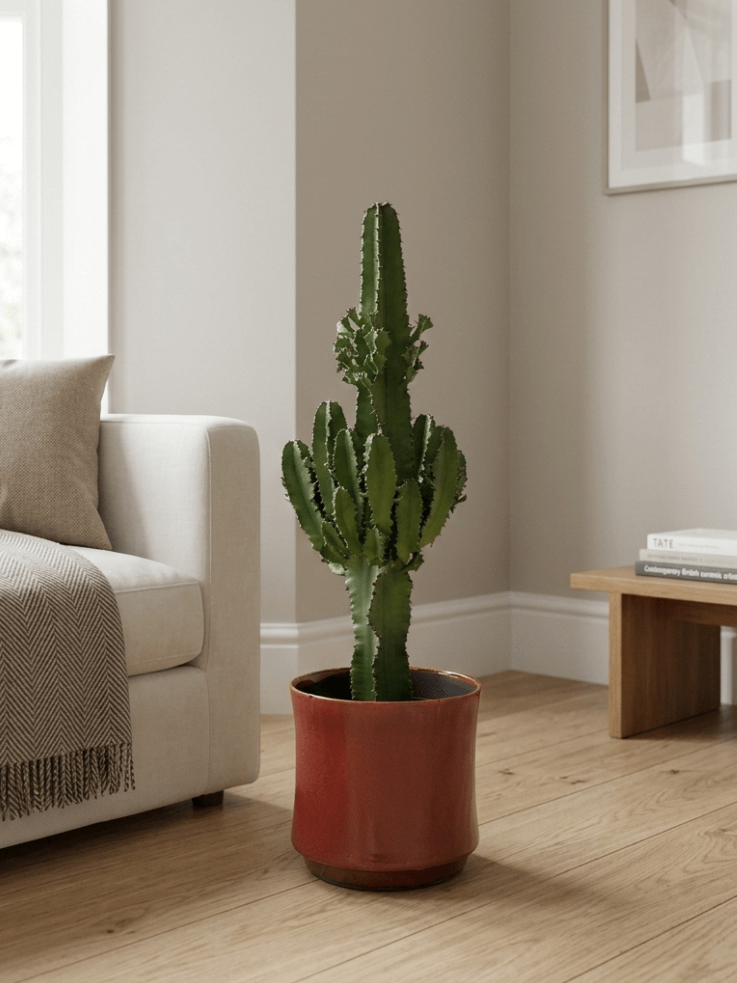 Euphorbia_Erytrea__The_Architectural_Statement_Piece_70-75cm