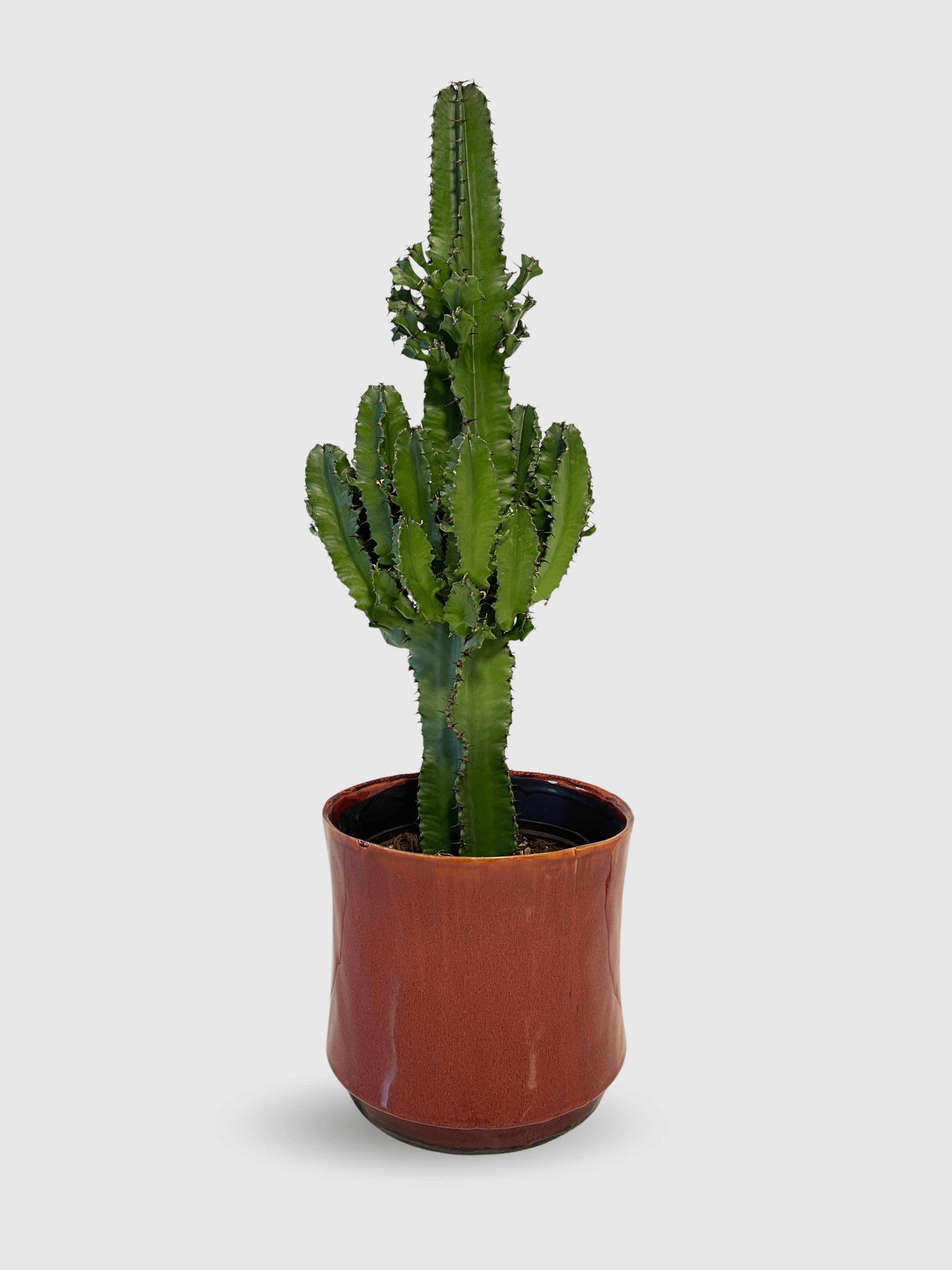 Euphorbia_Erytrea__The_Architectural_Statement_Piece_70-75cm