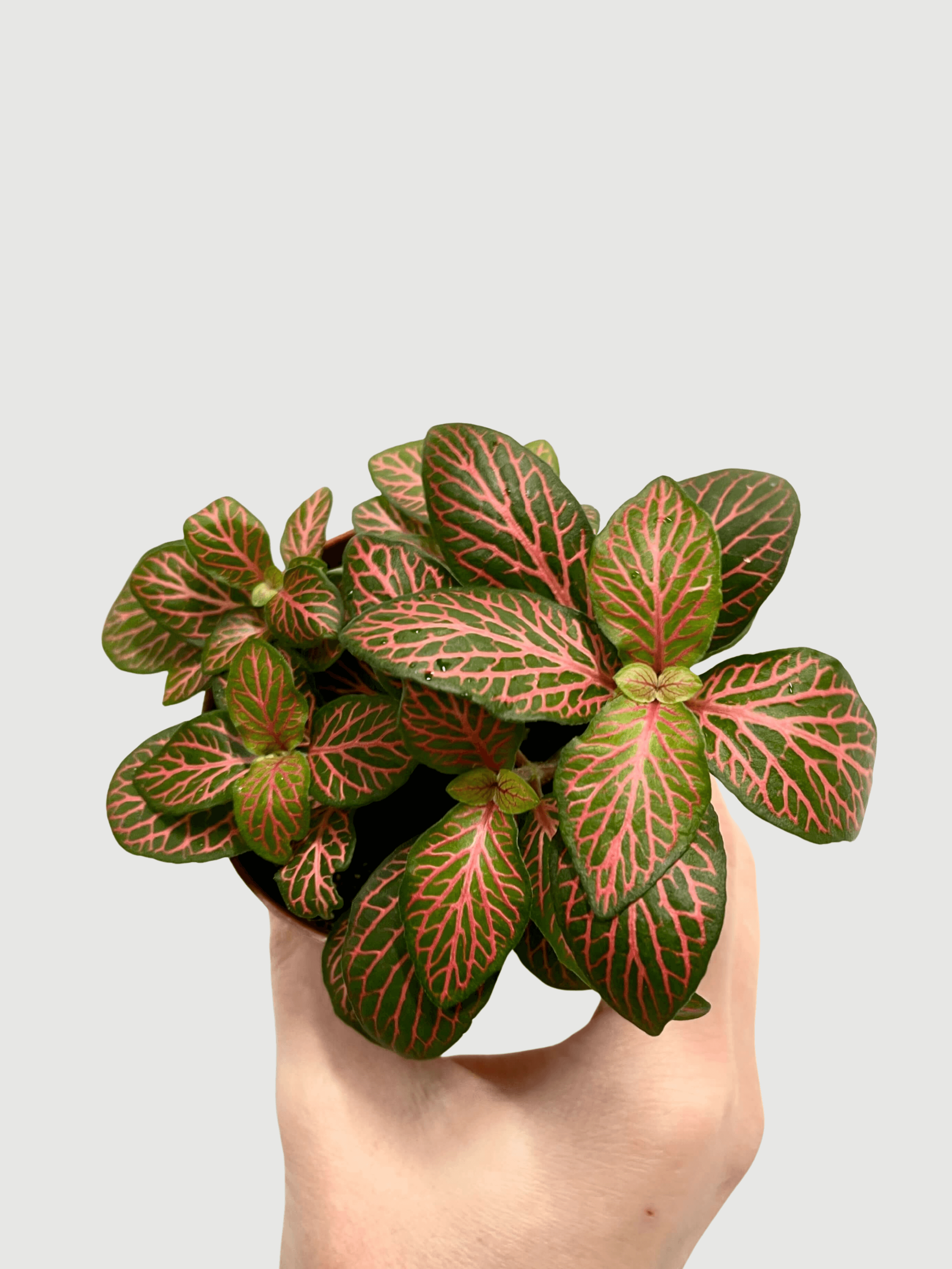 Fittonia_Albivenis_Plants_Limited_Edition