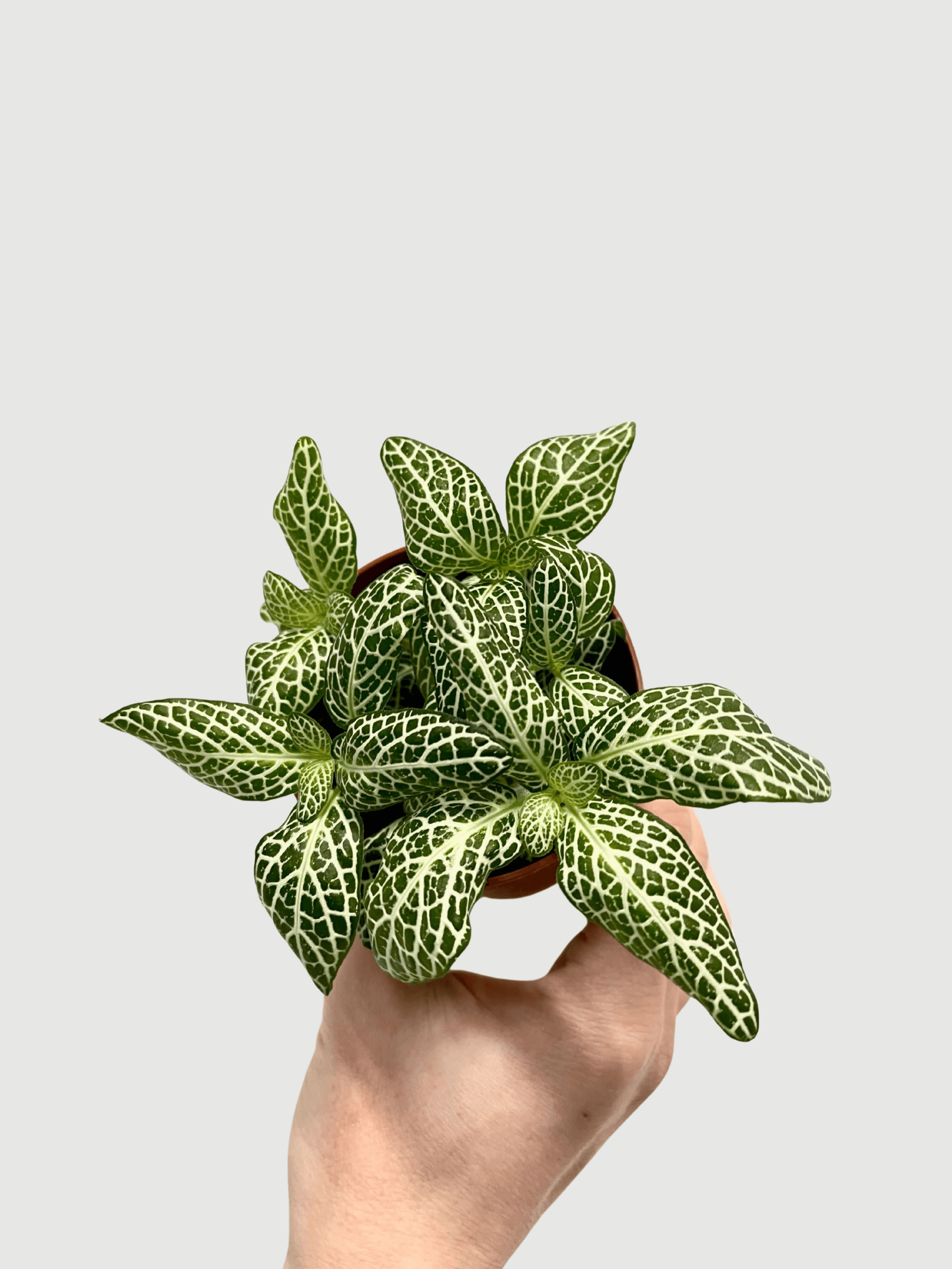 Fittonia_Albivenis_Plants_Limited_Edition