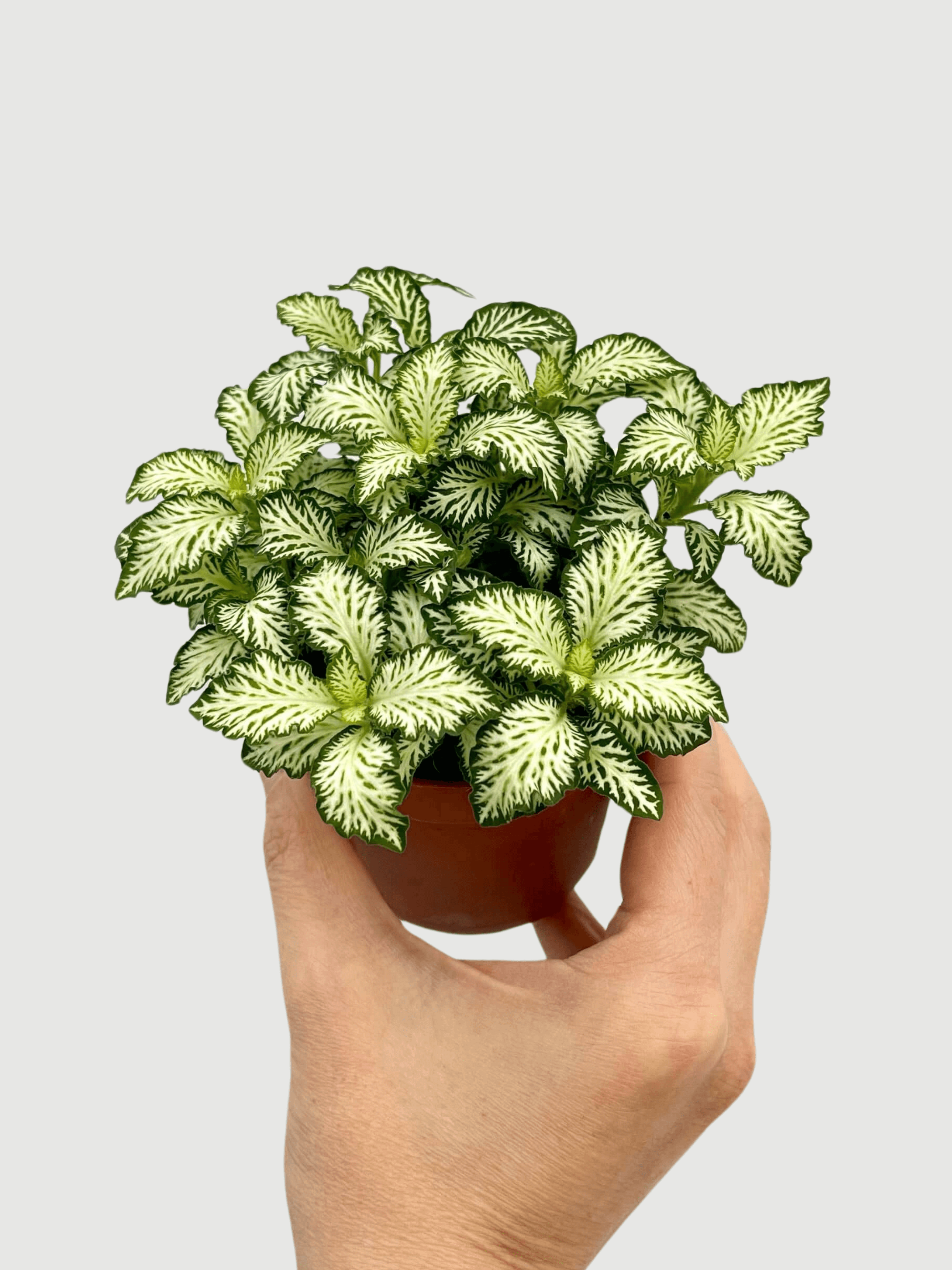 Fittonia_Albivenis_Plants_Limited_Edition