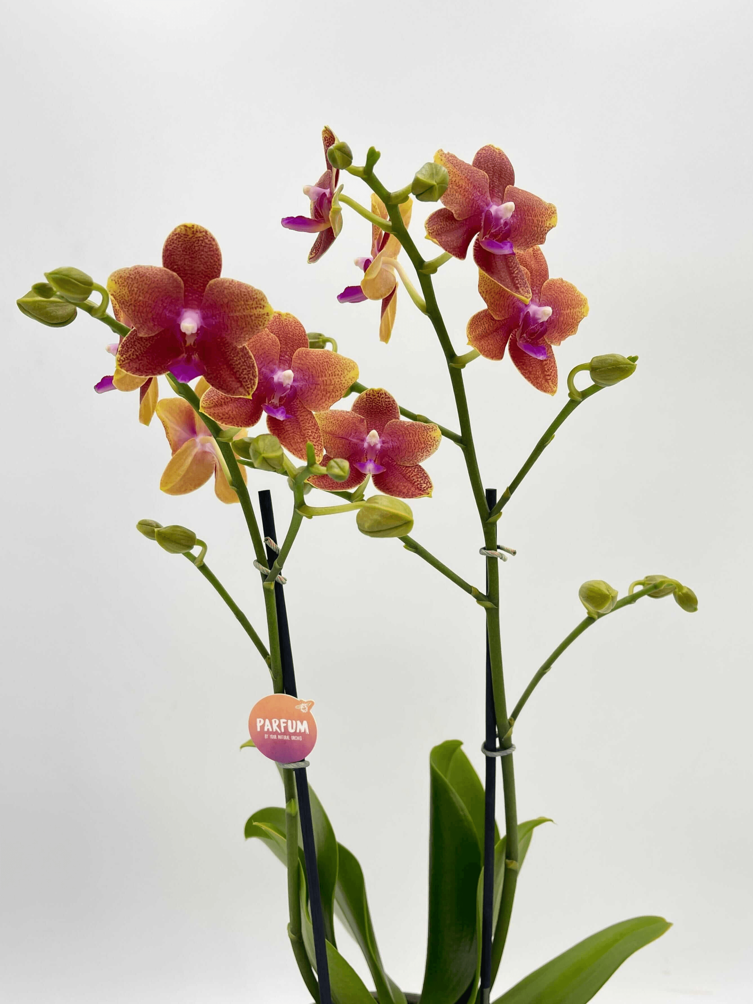 Fragrant_Orchid_Bolgheri__Rare_Scented_Phalaenopsis_UK