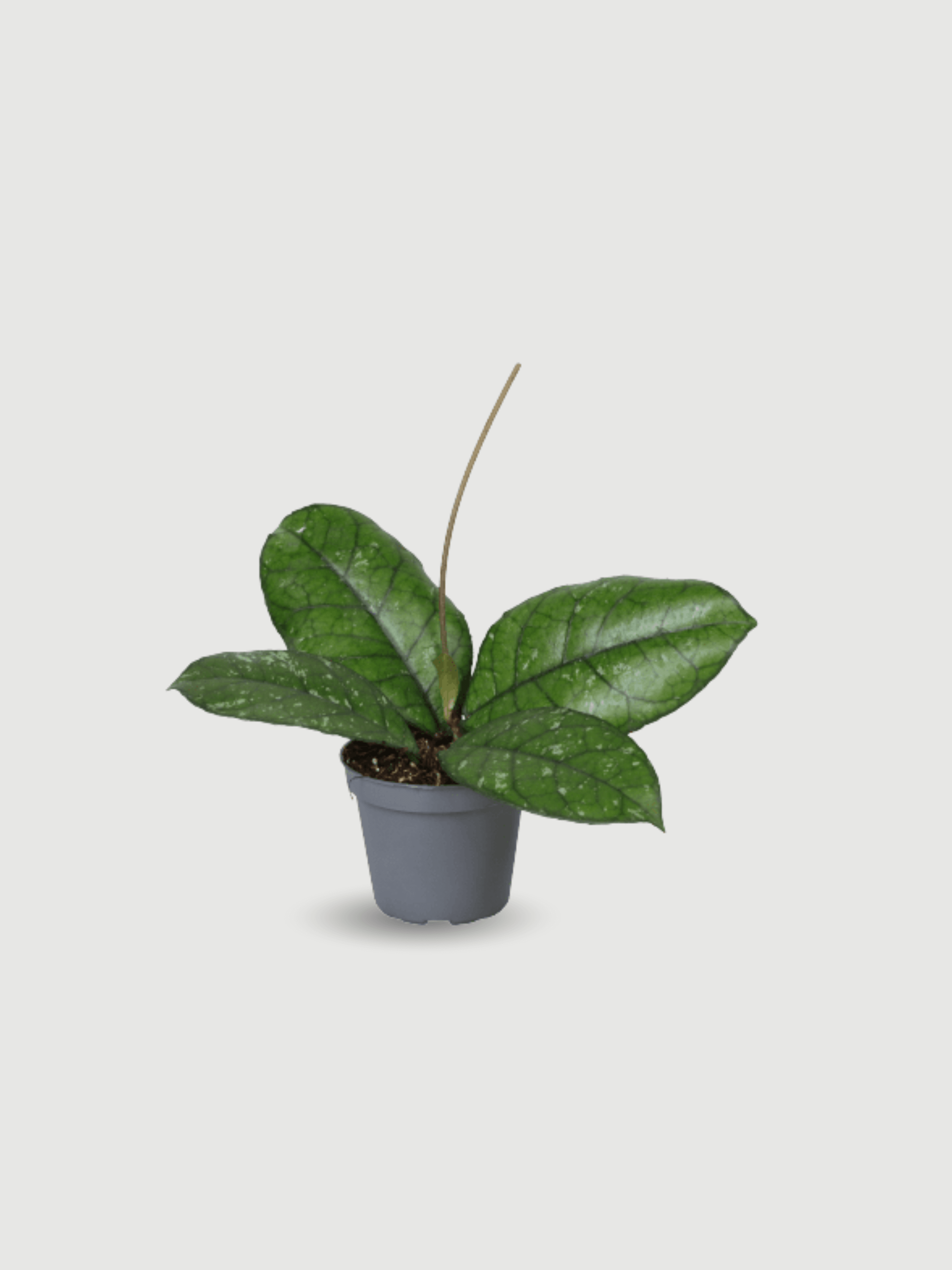 Hoya_Callistophylla_Baby_Plant_Pet_Safe_Indoor_Plant