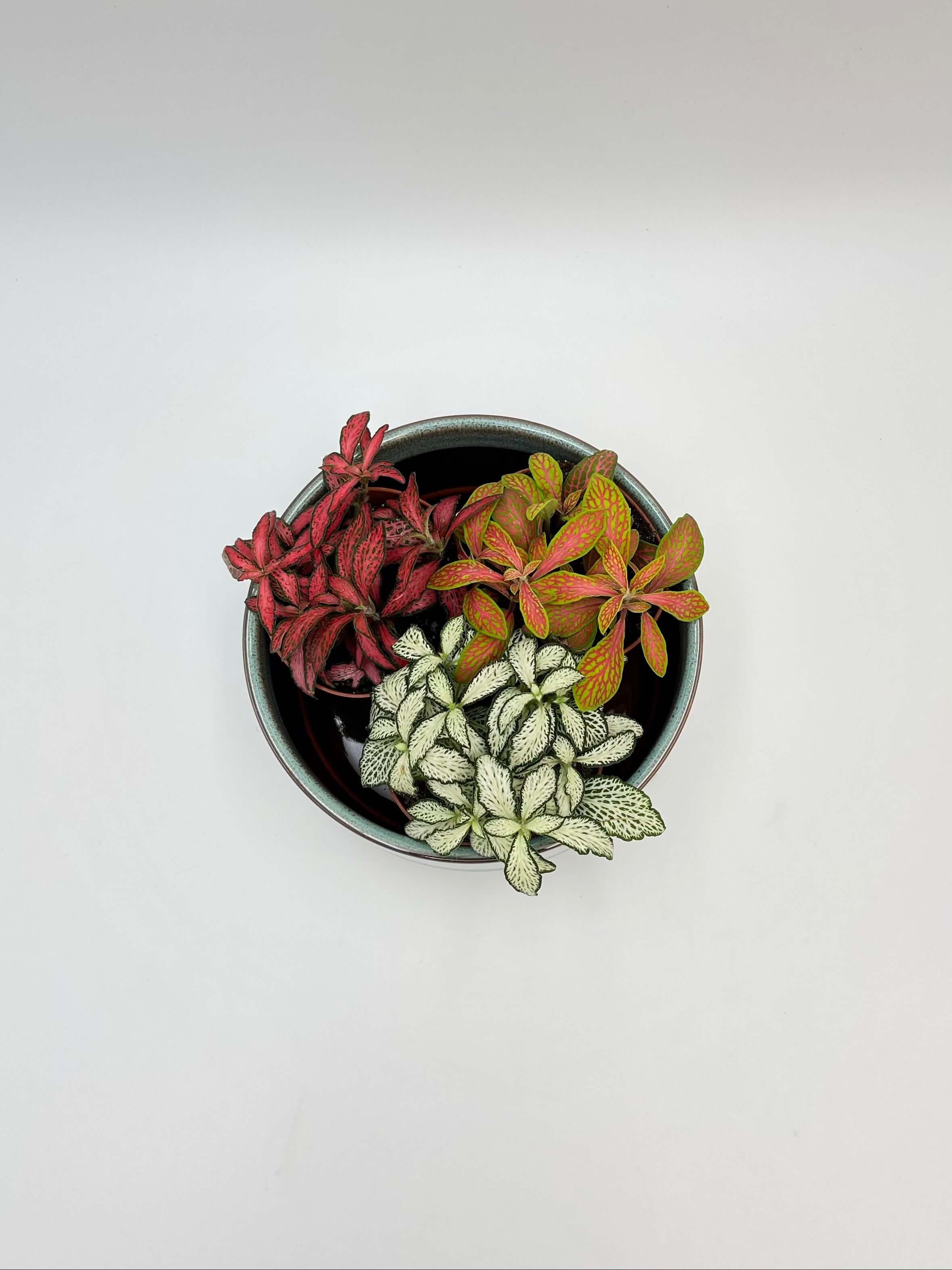 Fittonia Albivenis Plants, Limited Edition