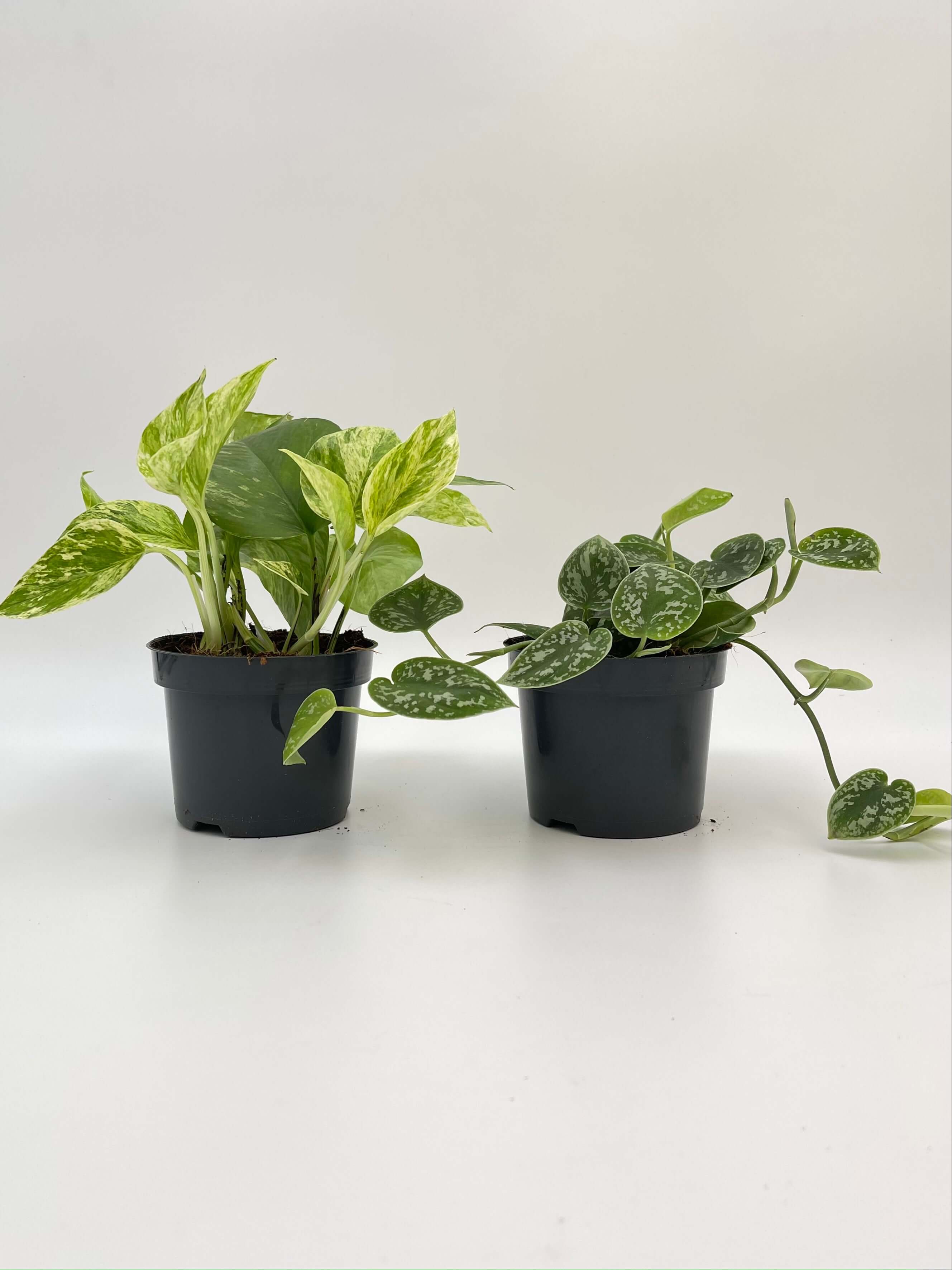 Pothos Houseplant Bundle, Trailing Plants, Air Purifying Plants