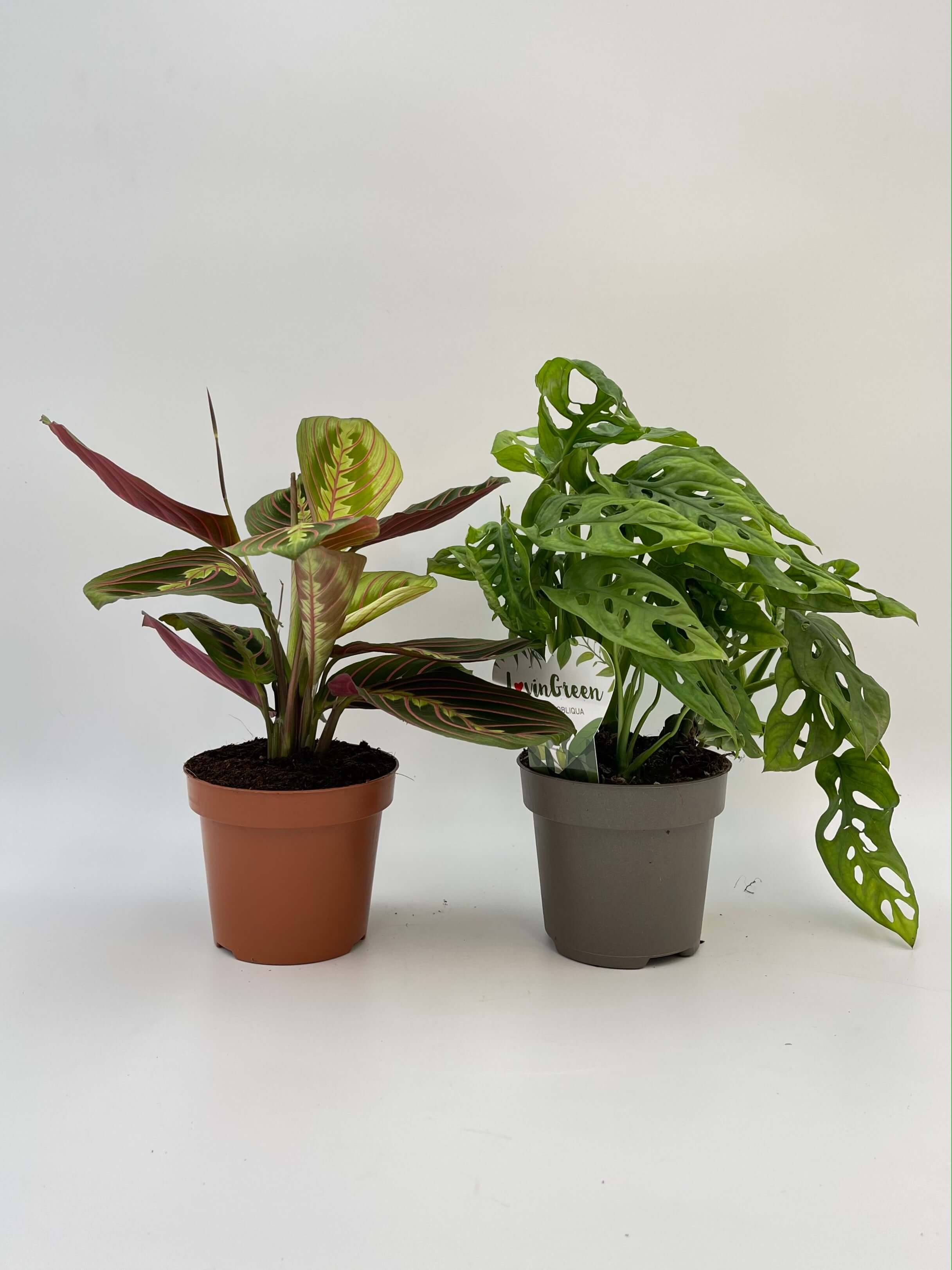 Trailing Houseplant Bundle, Monstera Adansonii, Maranta Fascinator
