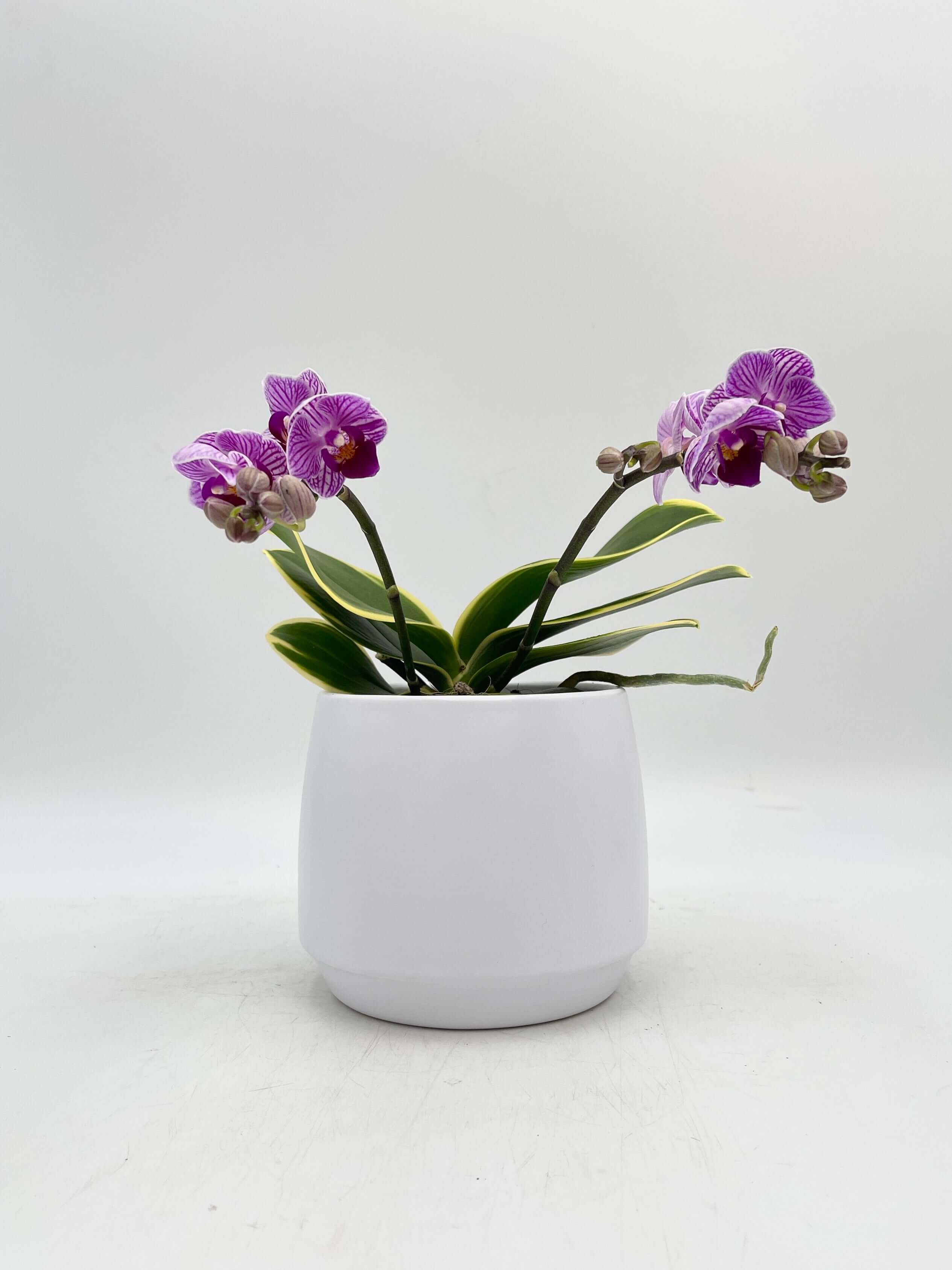 Rare Phalaenopsis Sogo Vivien Variegated