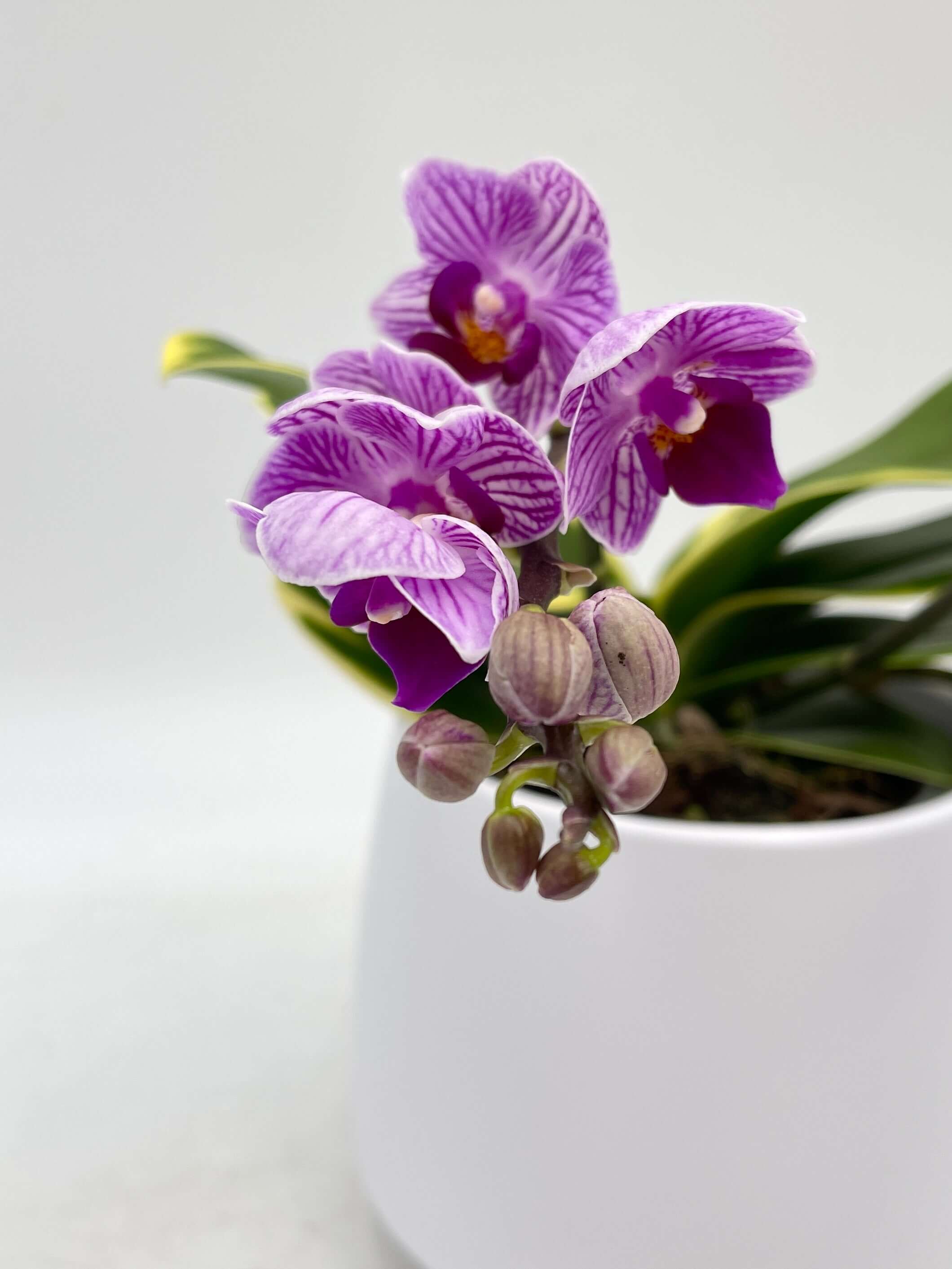 Rare Phalaenopsis Sogo Vivien Variegated