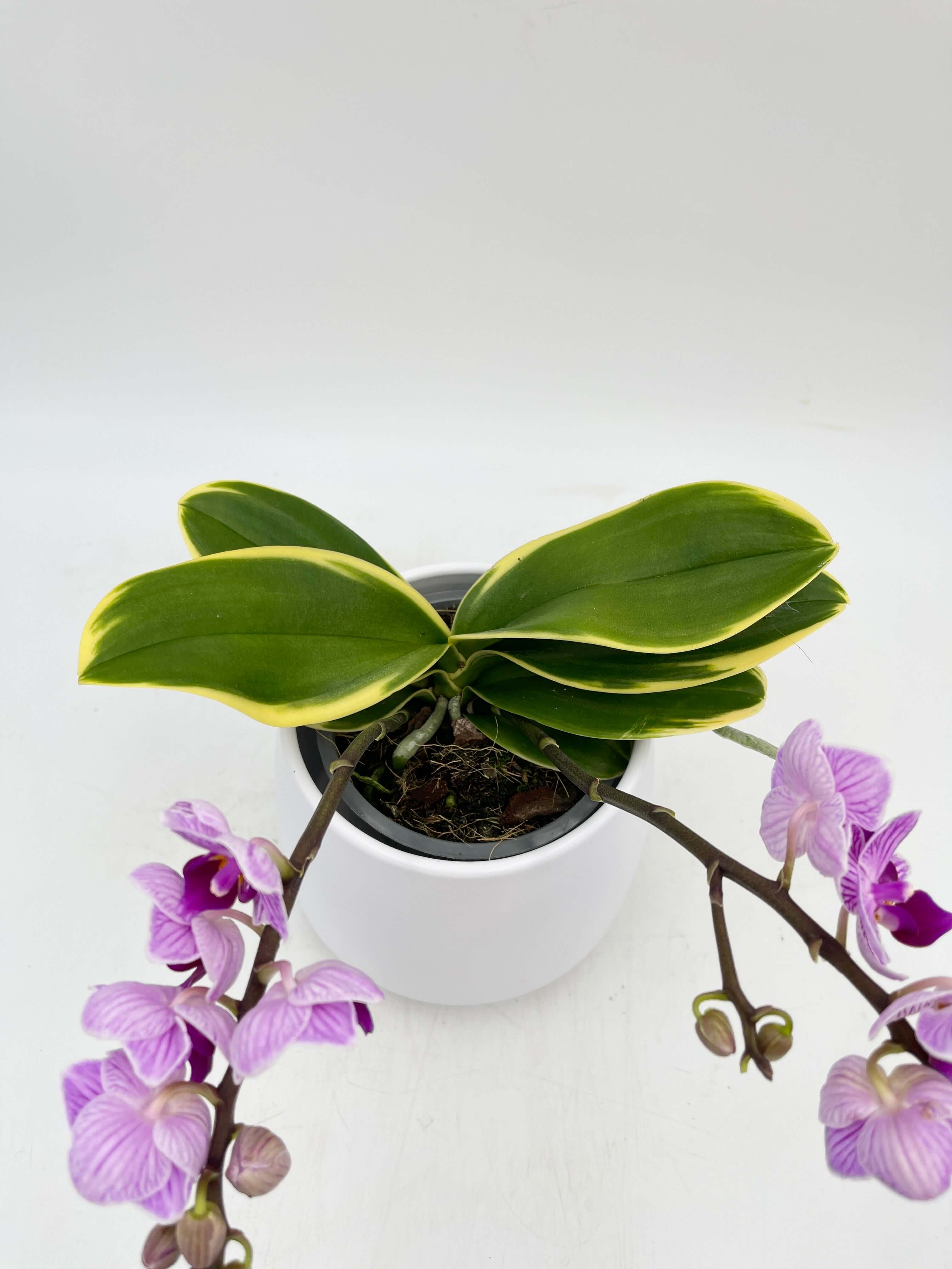 Rare Phalaenopsis Sogo Vivien Variegated