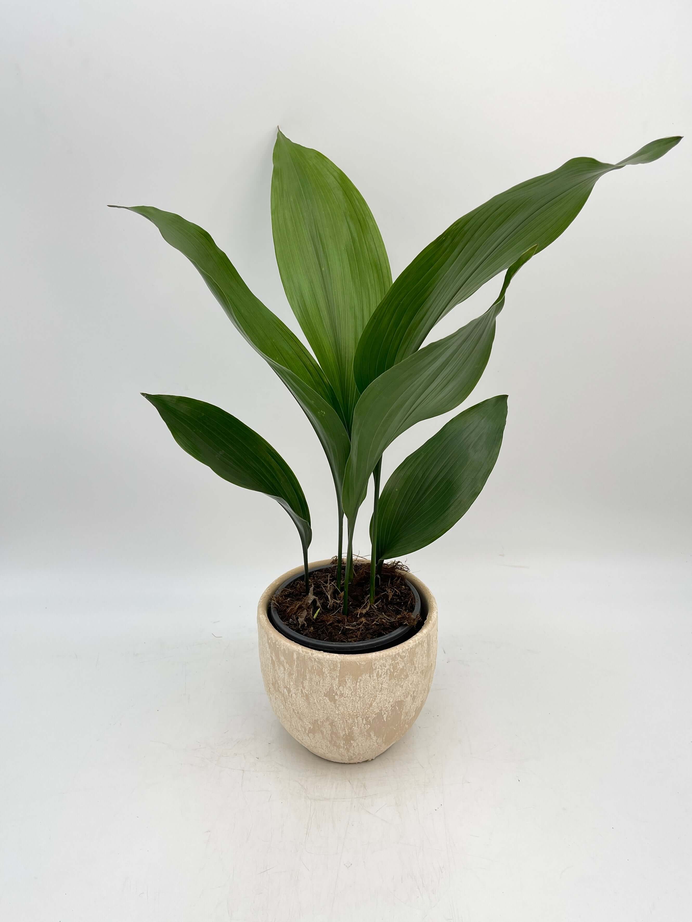 Cast Iron Plant, Aspidistra Elatior, Pet Safe Indoor Plant in Multiple Sizes