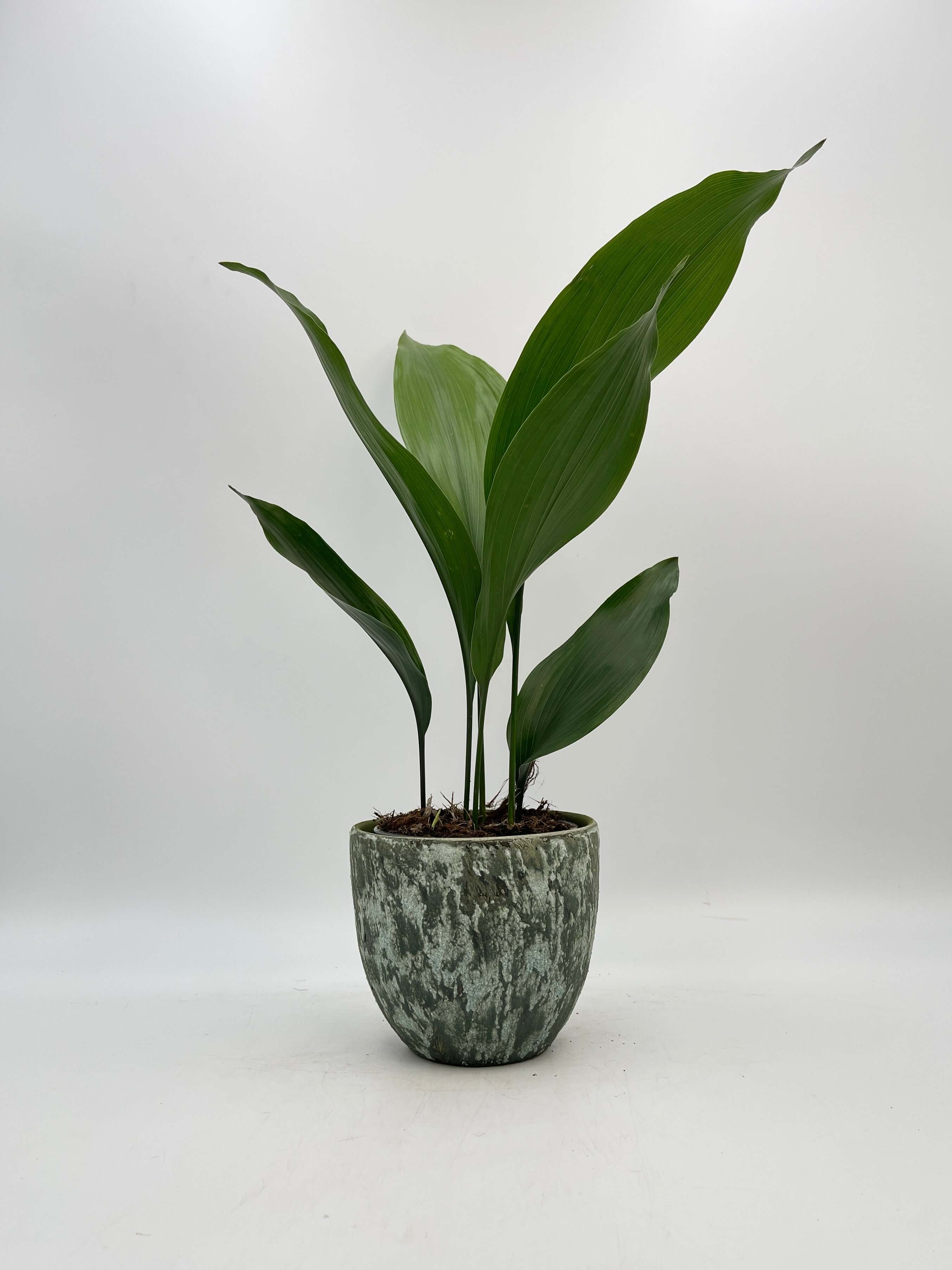Cast Iron Plant, Aspidistra Elatior, Pet Safe Indoor Plant in Multiple Sizes