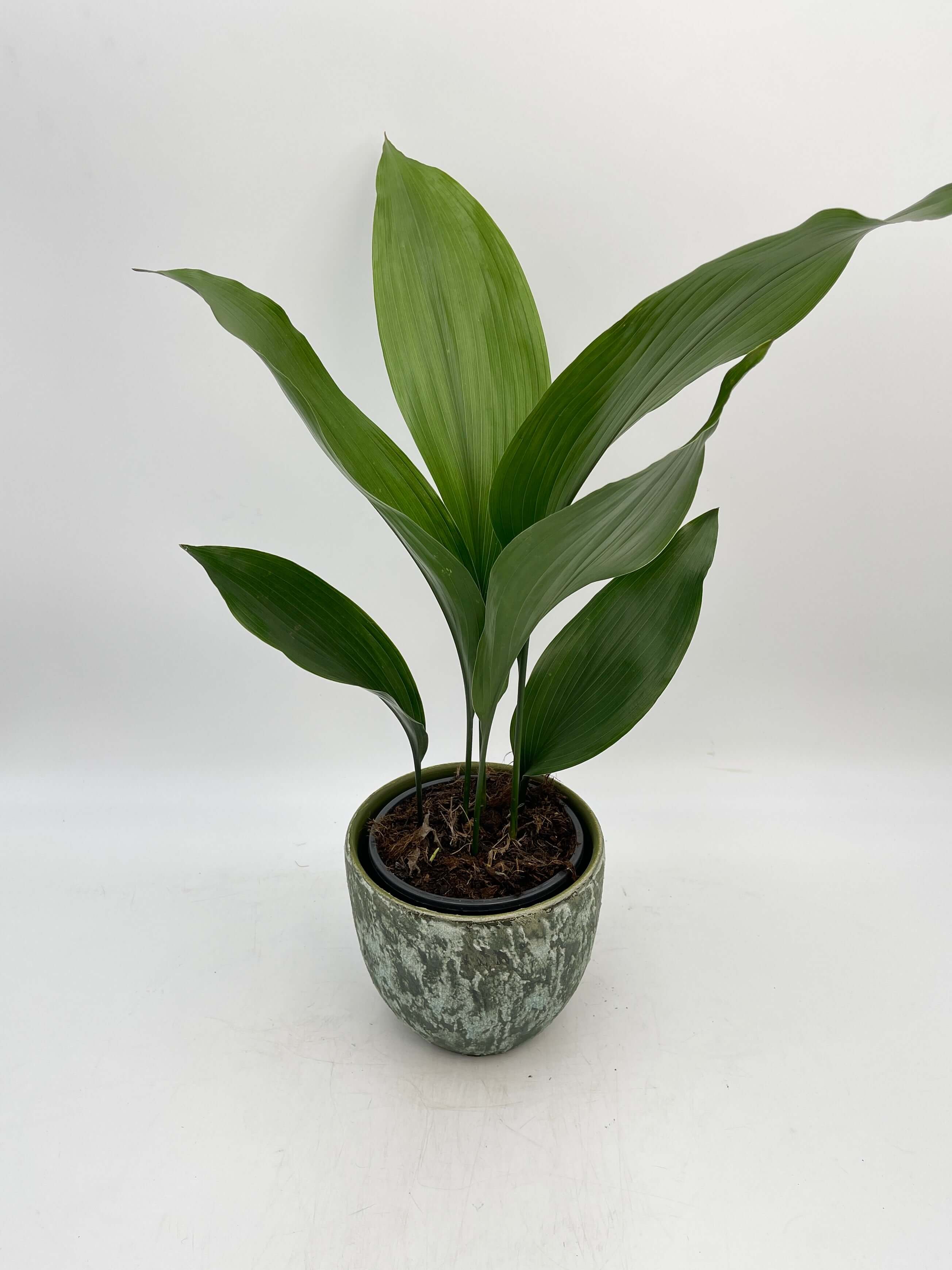Cast Iron Plant, Aspidistra Elatior, Pet Safe Indoor Plant in Multiple Sizes