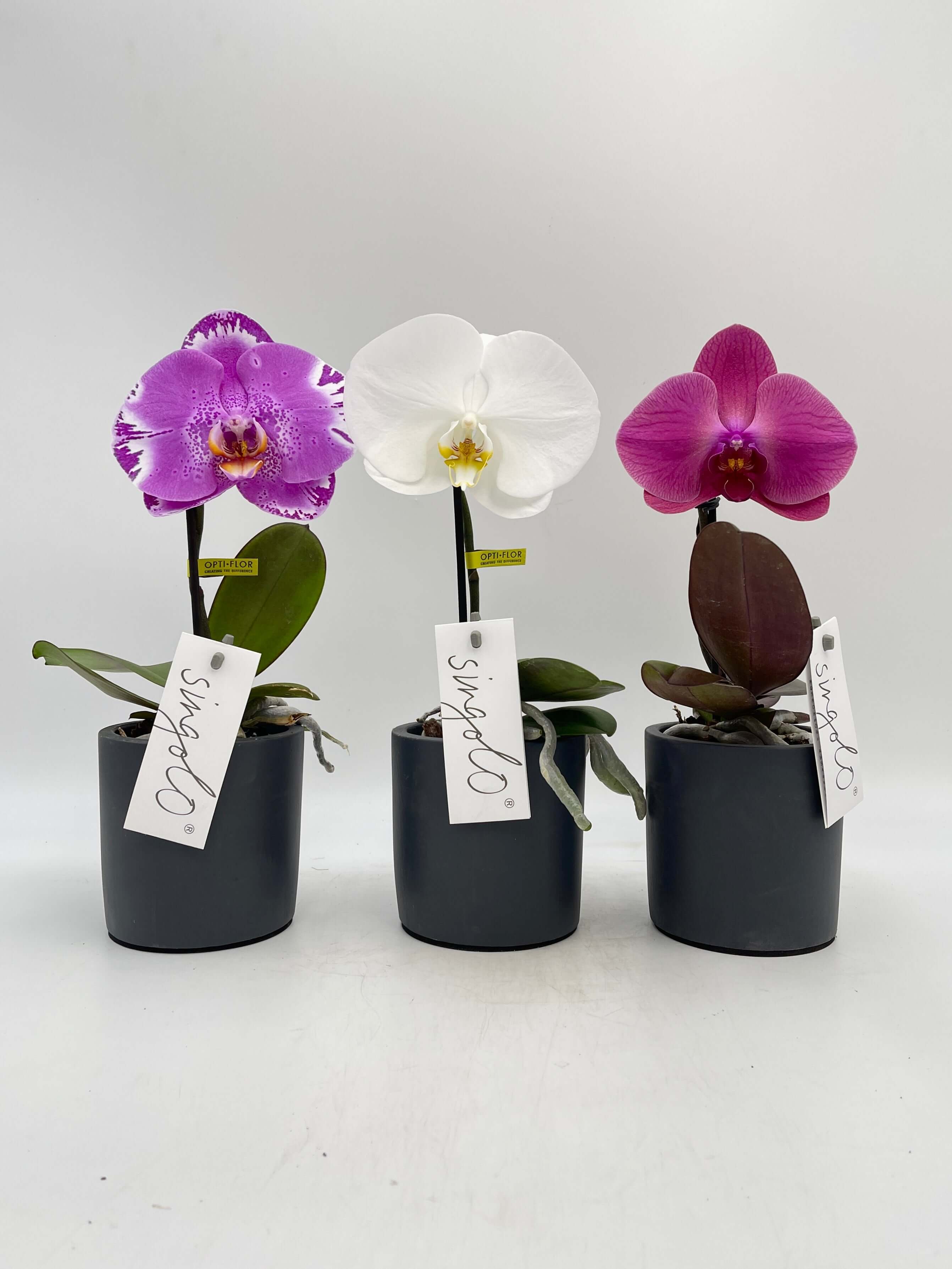Phalaenopsis Singolo, XXL Flower