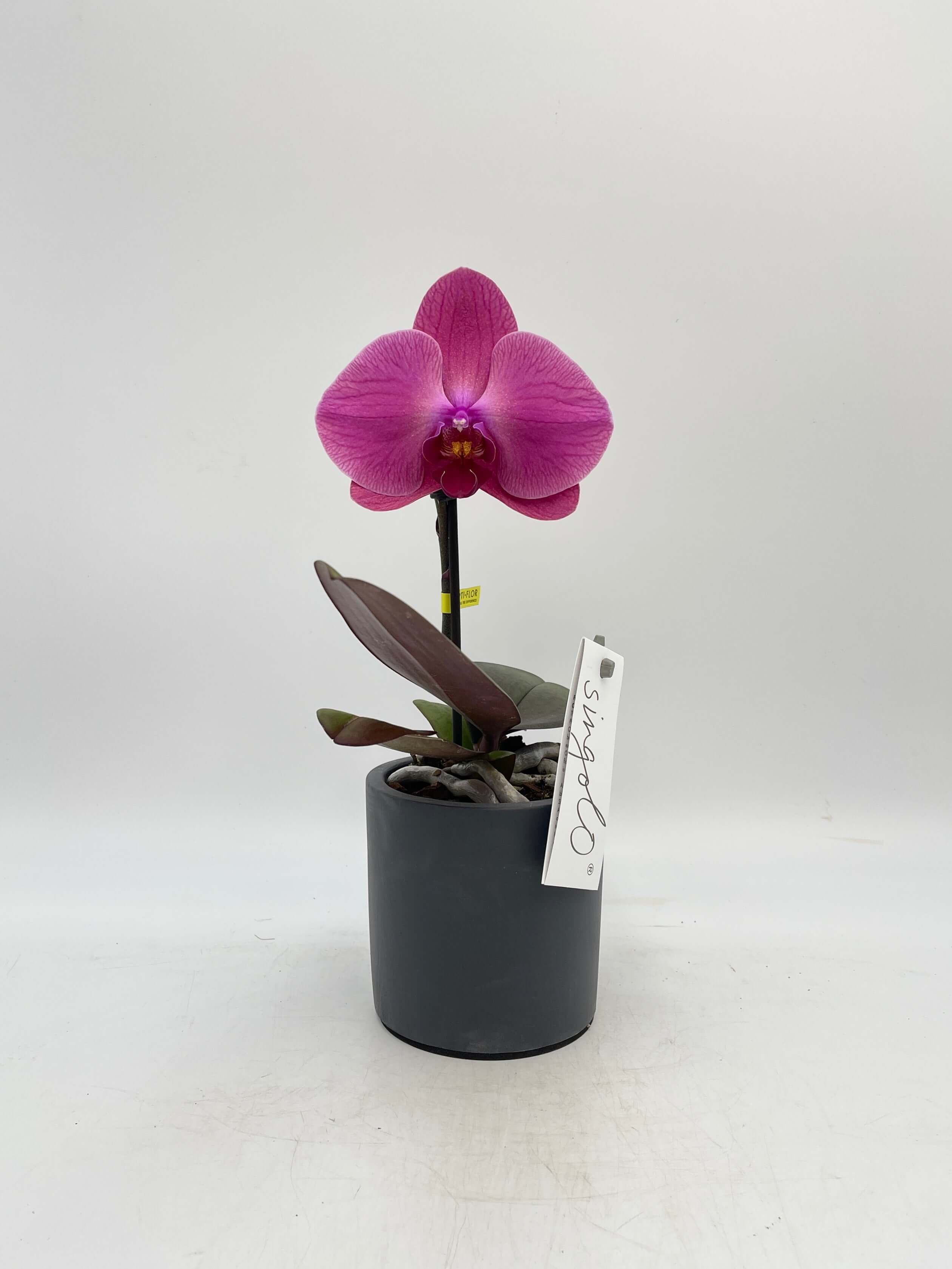 Phalaenopsis Singolo, XXL Flower, Pet Safe Indoor Plant in Multiple Colours