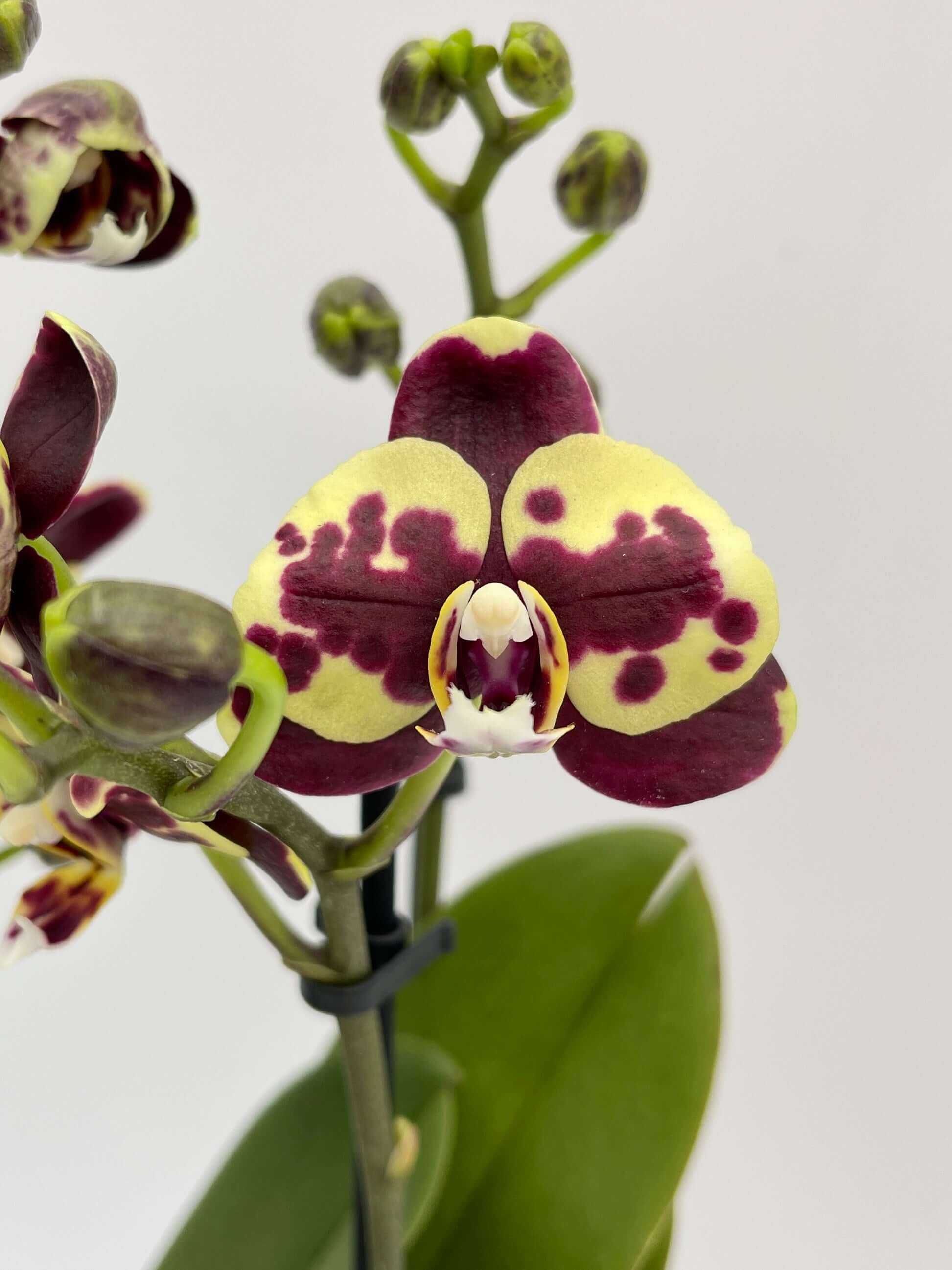 Phalaenopsis Ethiopia