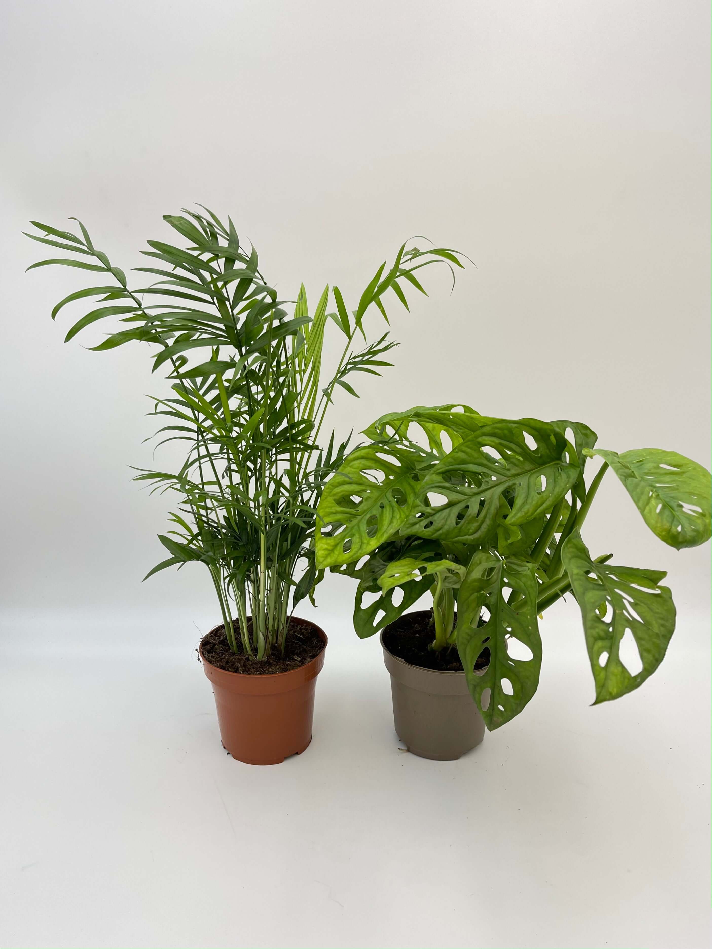 Houseplant Bundle, Parlor Palm, Monstera adansonii