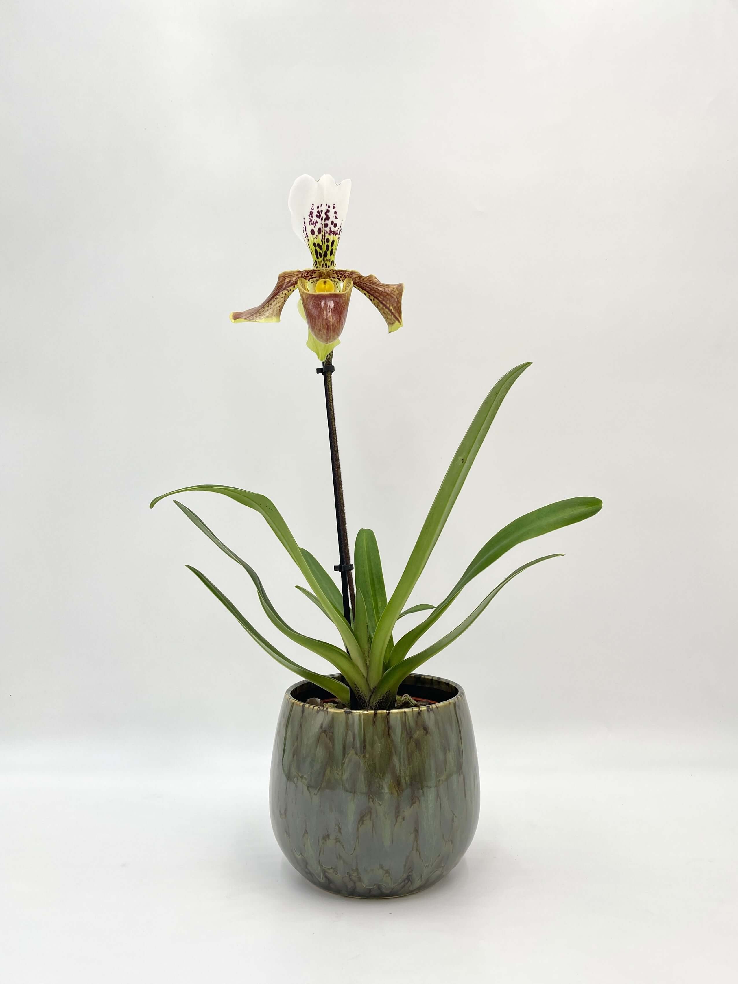 Paphiopedilum - Slipper Orchid - American Hybrid- Stunning rare orchid