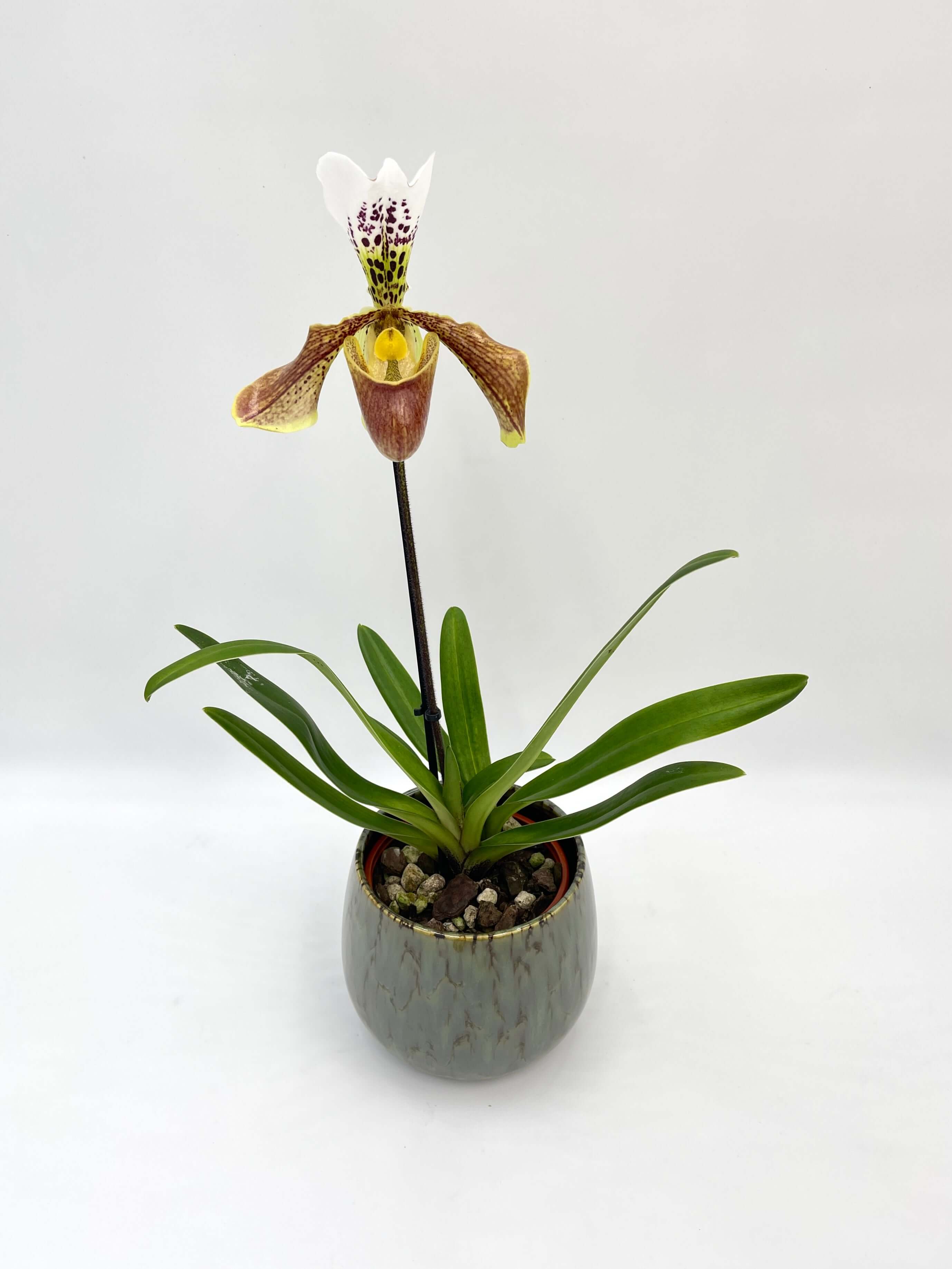 Paphiopedilum - Slipper Orchid - American Hybrid- Stunning rare orchid