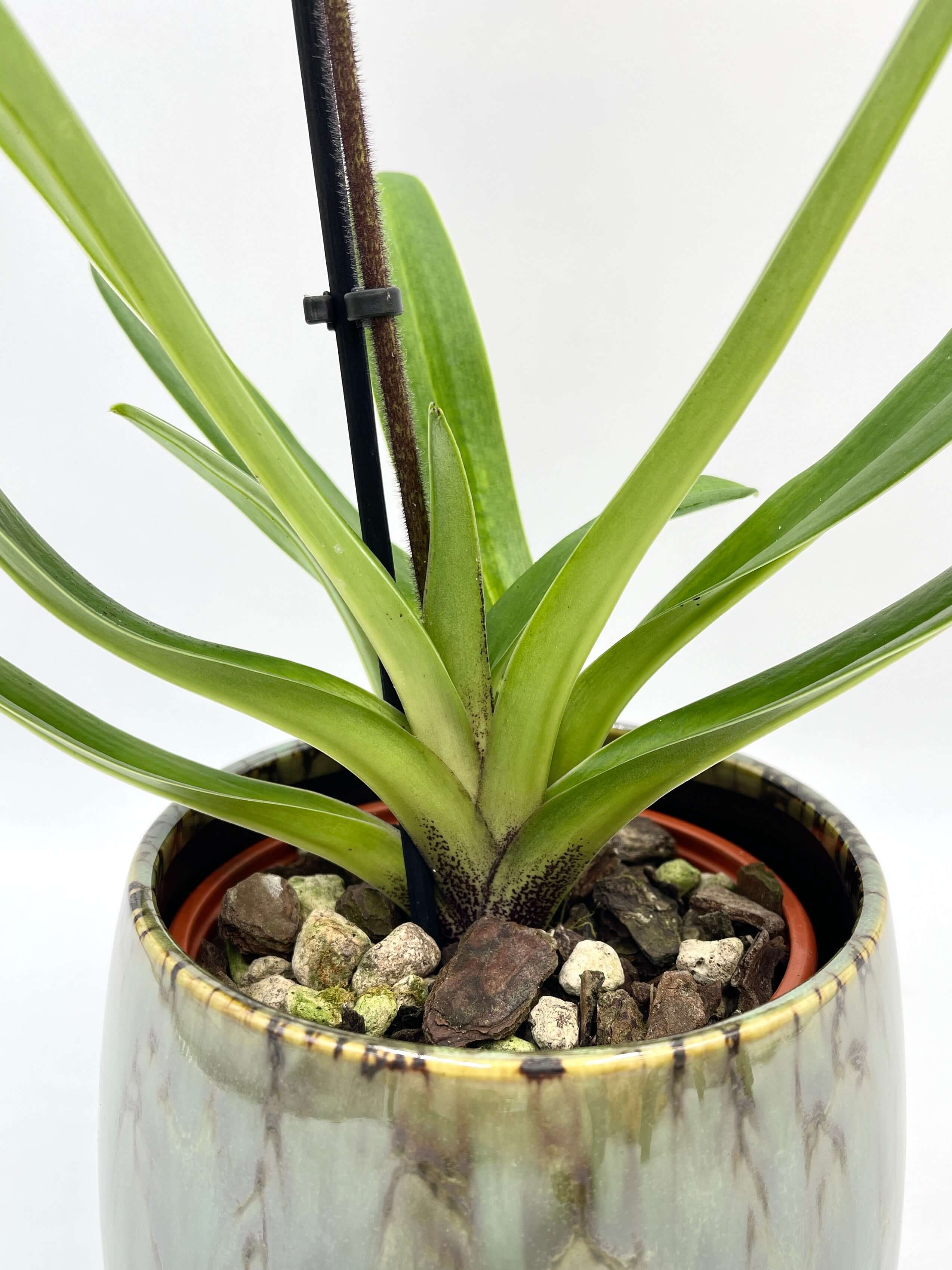 Paphiopedilum - Slipper Orchid - American Hybrid- Stunning rare orchid