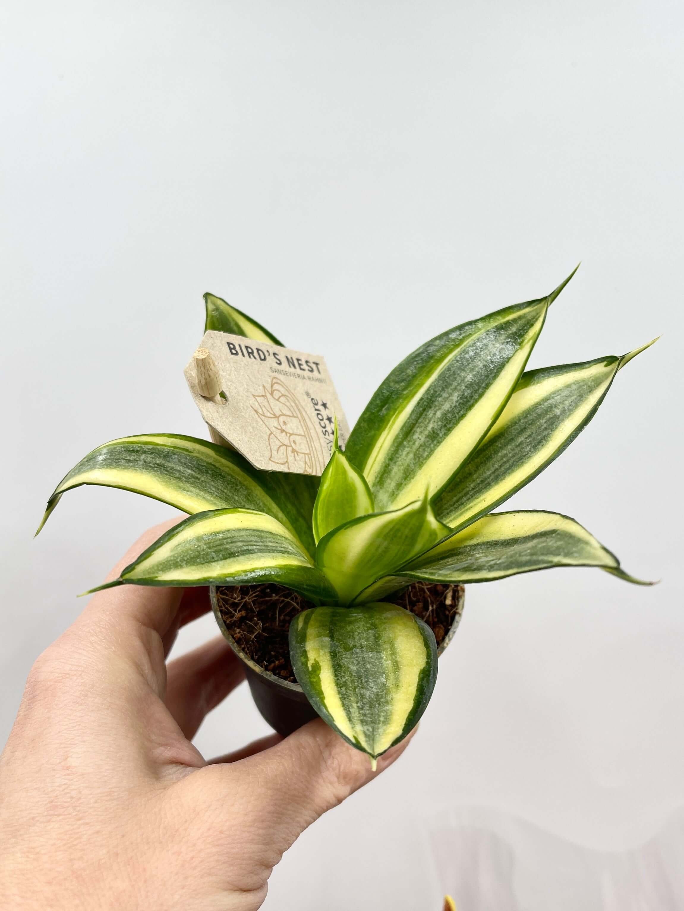 Sansevieria Golden Hahnii, Snake Plant, Low Maintenance Houseplant, Air purifying plant
