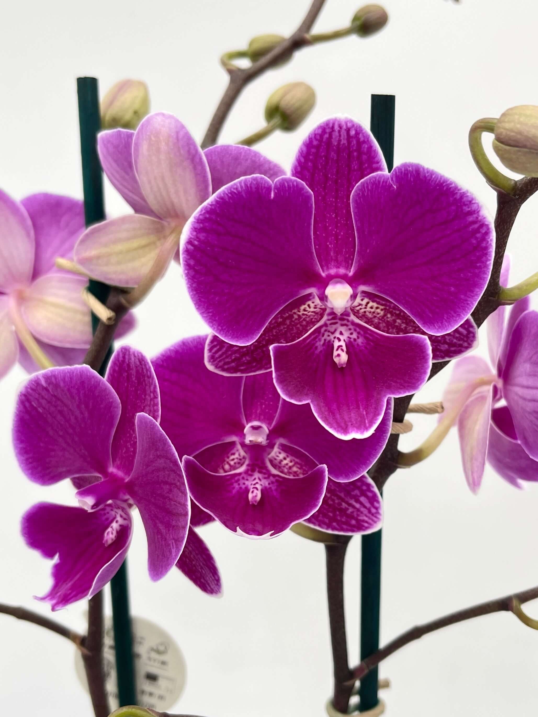 Phalaenopsis Night Shift, Flower symphony