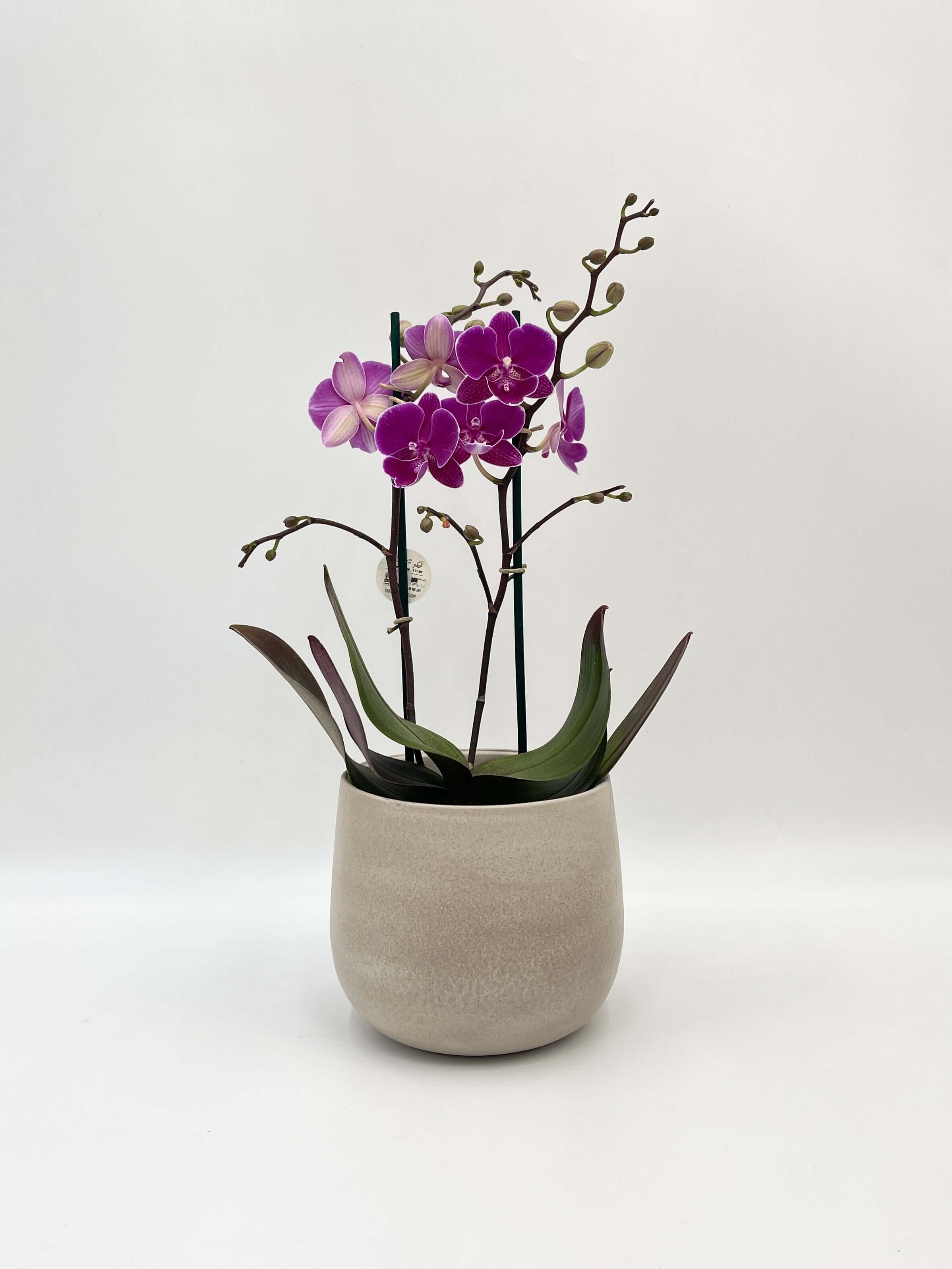 Phalaenopsis Night Shift, Flower symphony