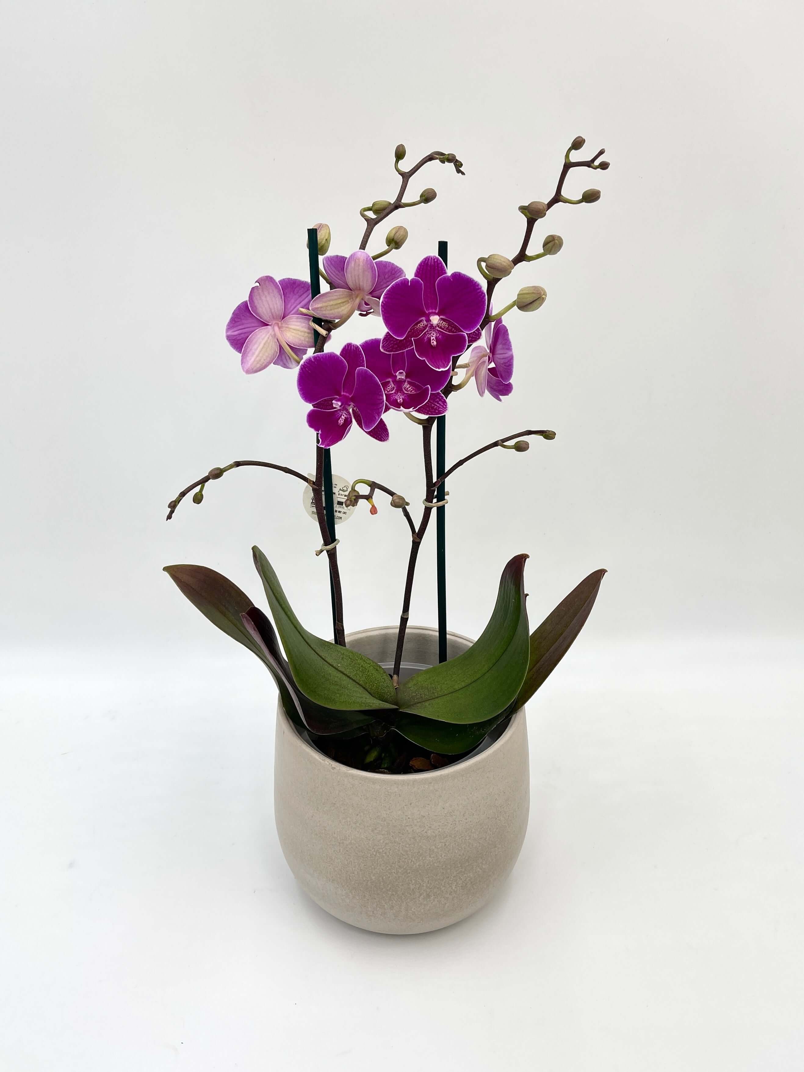 Phalaenopsis Night Shift, Flower symphony