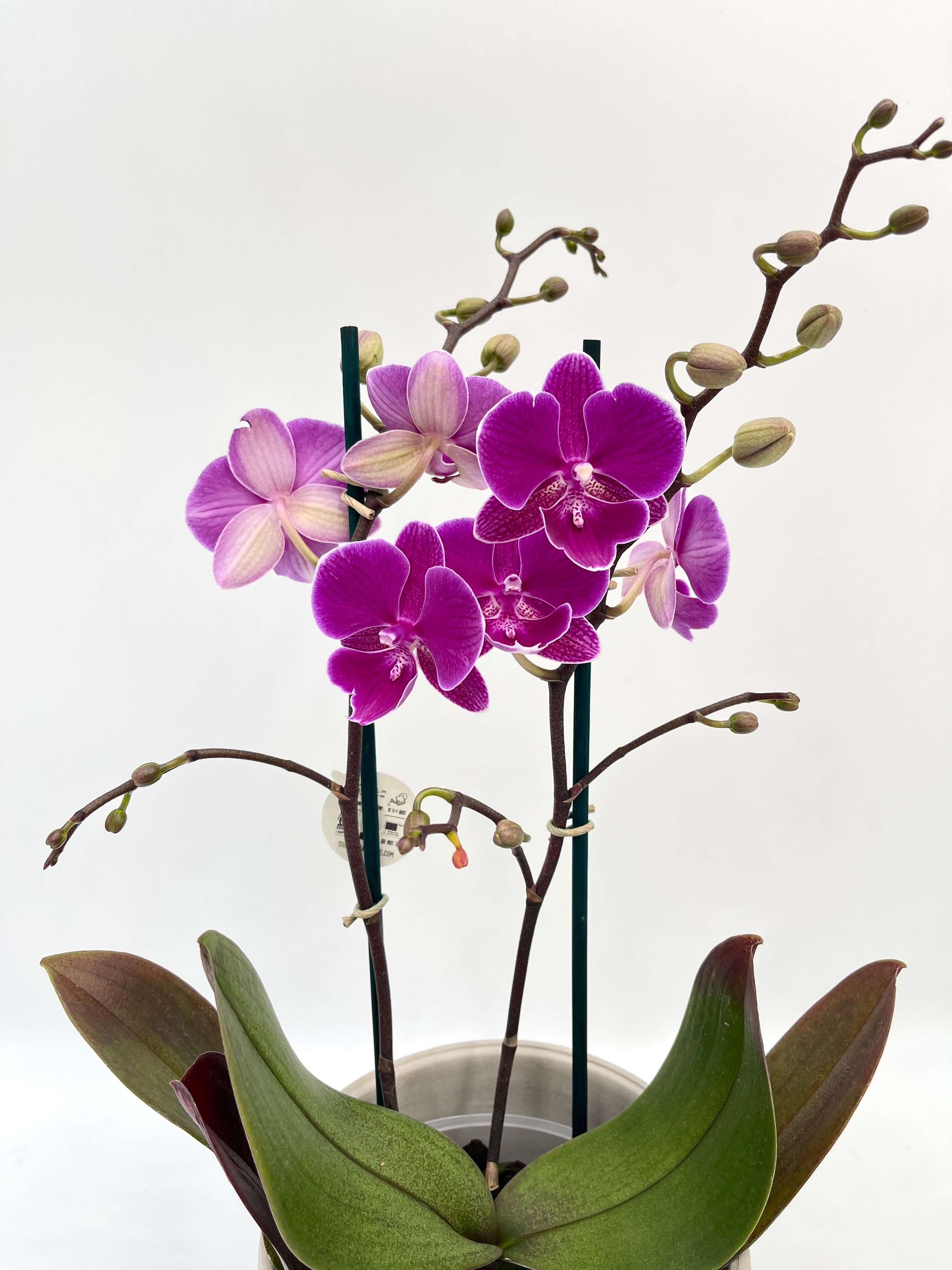Phalaenopsis Night Shift, Flower symphony