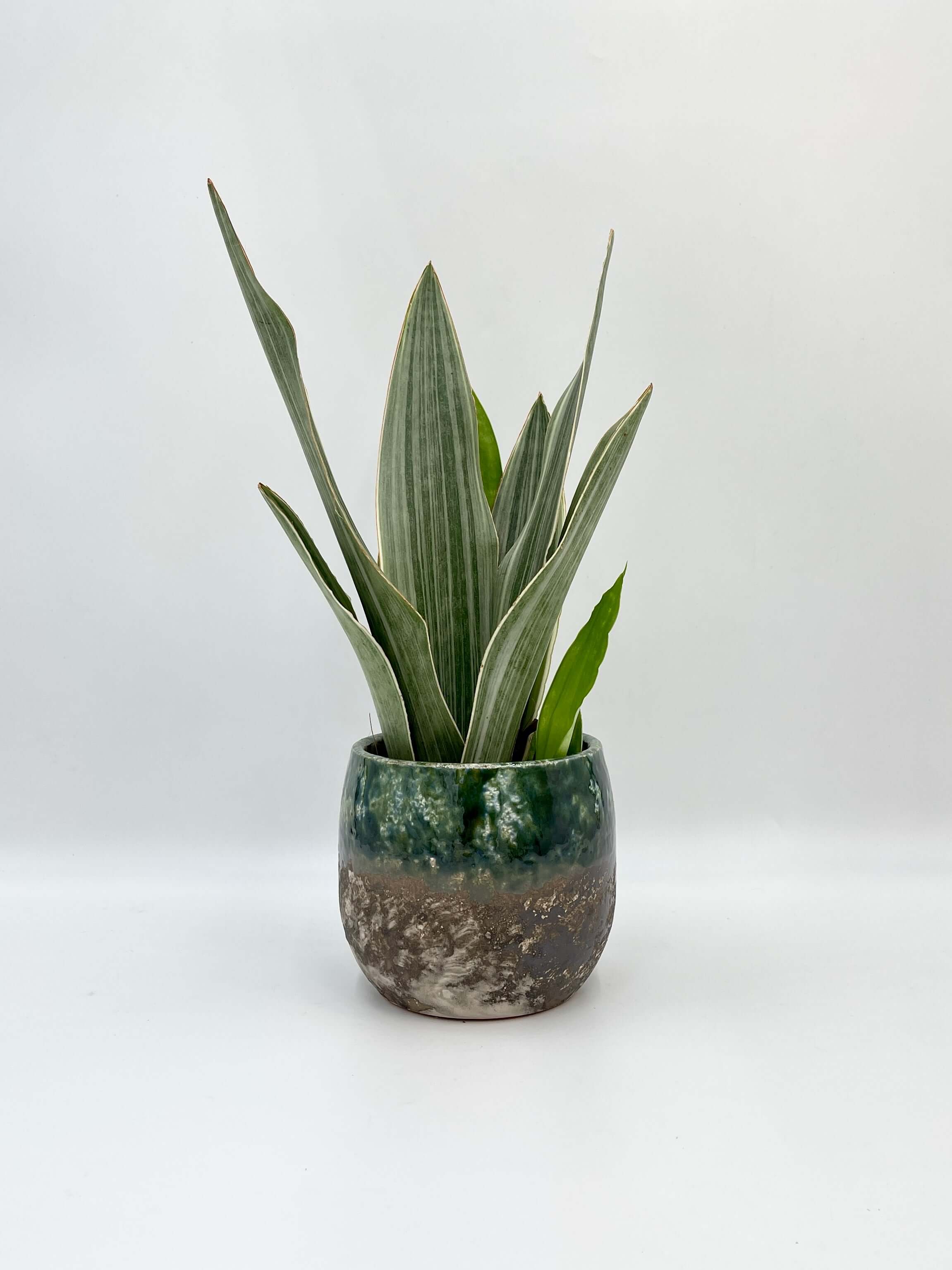 Sansevieria Trifasciata Metallica, Snake Plant, Low Maintenance Houseplant, Air purifying plant