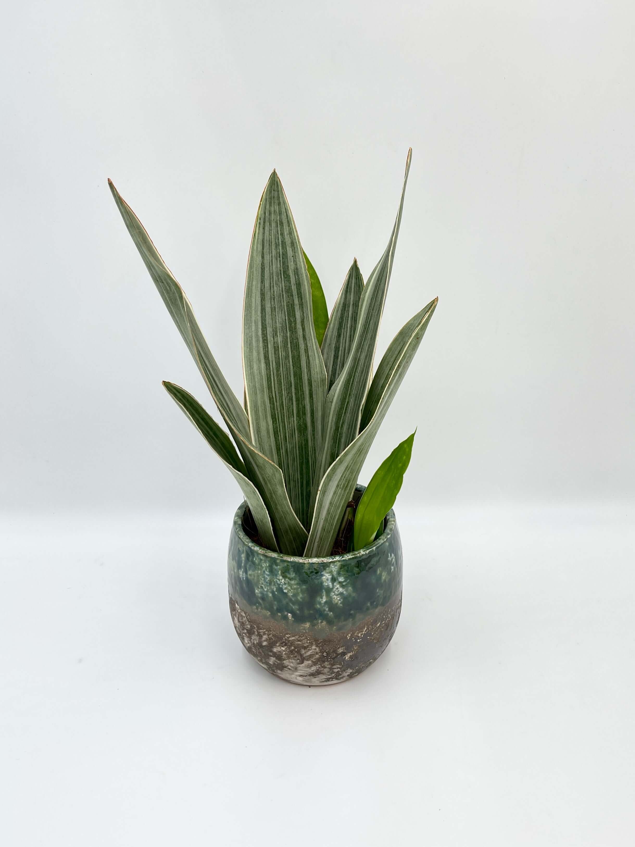 Sansevieria Trifasciata Metallica, Snake Plant, Low Maintenance Houseplant, Air purifying plant