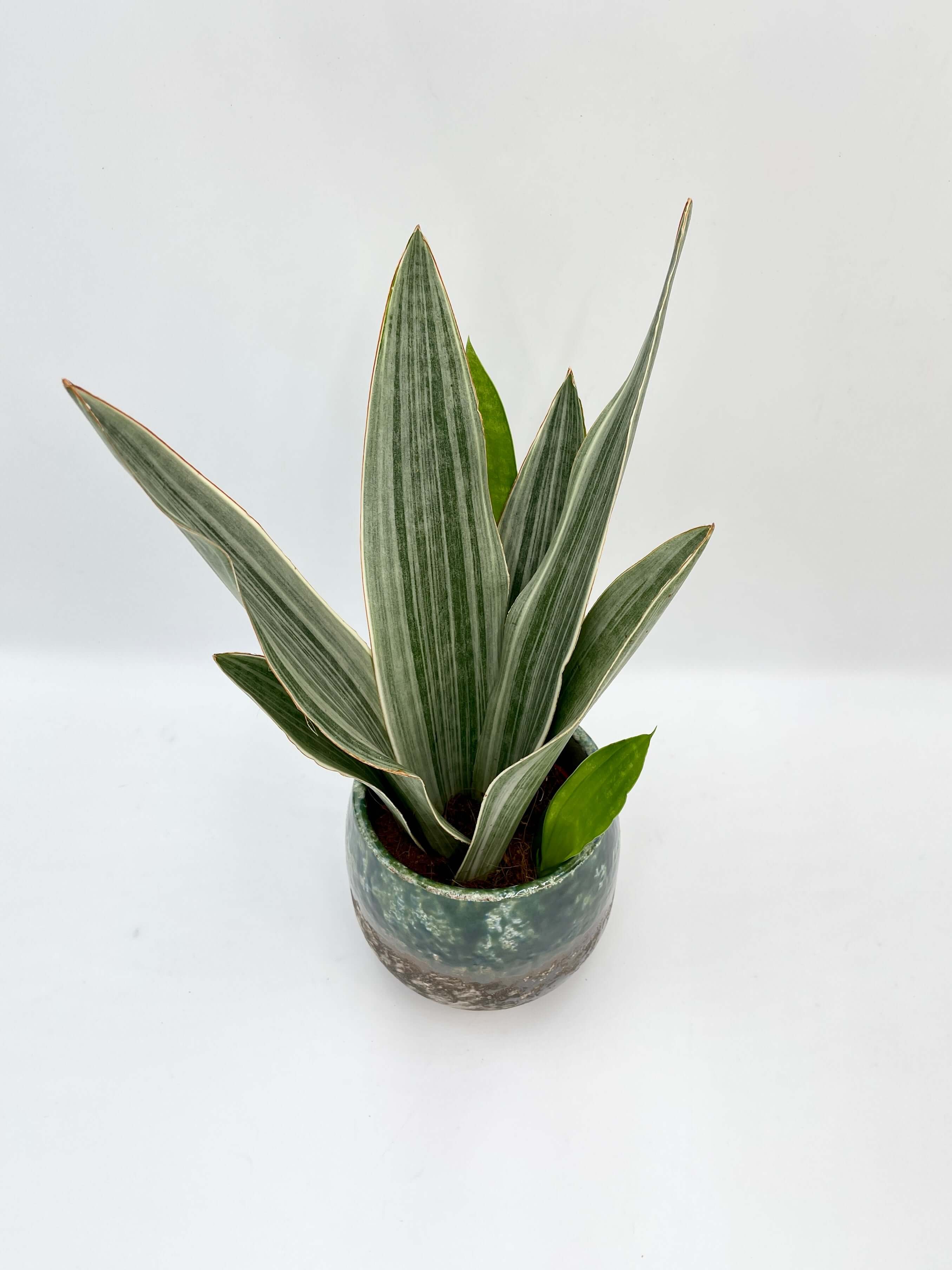 Sansevieria Trifasciata Metallica, Snake Plant, Low Maintenance Houseplant, Air purifying plant