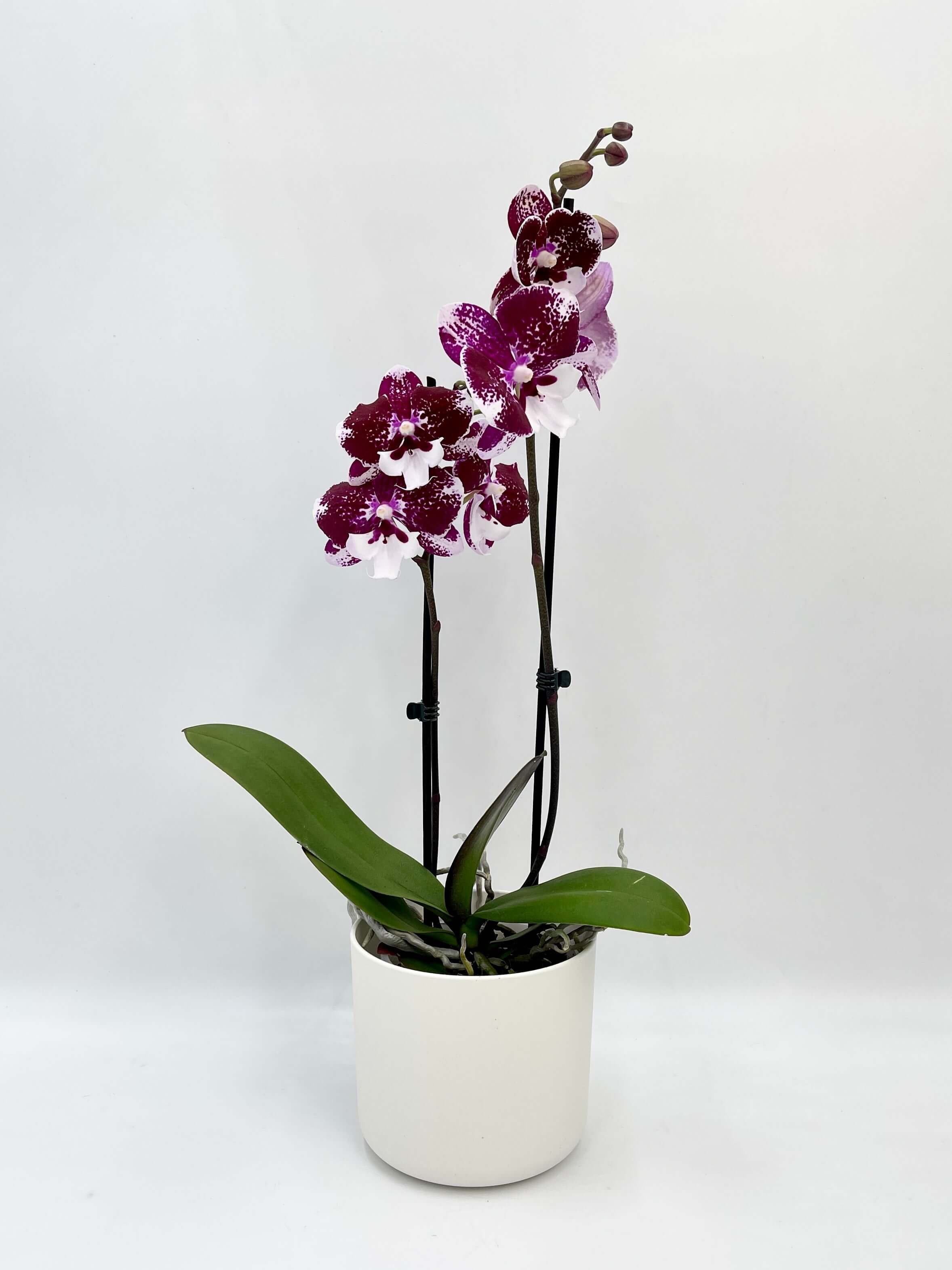 Phalaenopsis Dark Kiss, Big-Lip