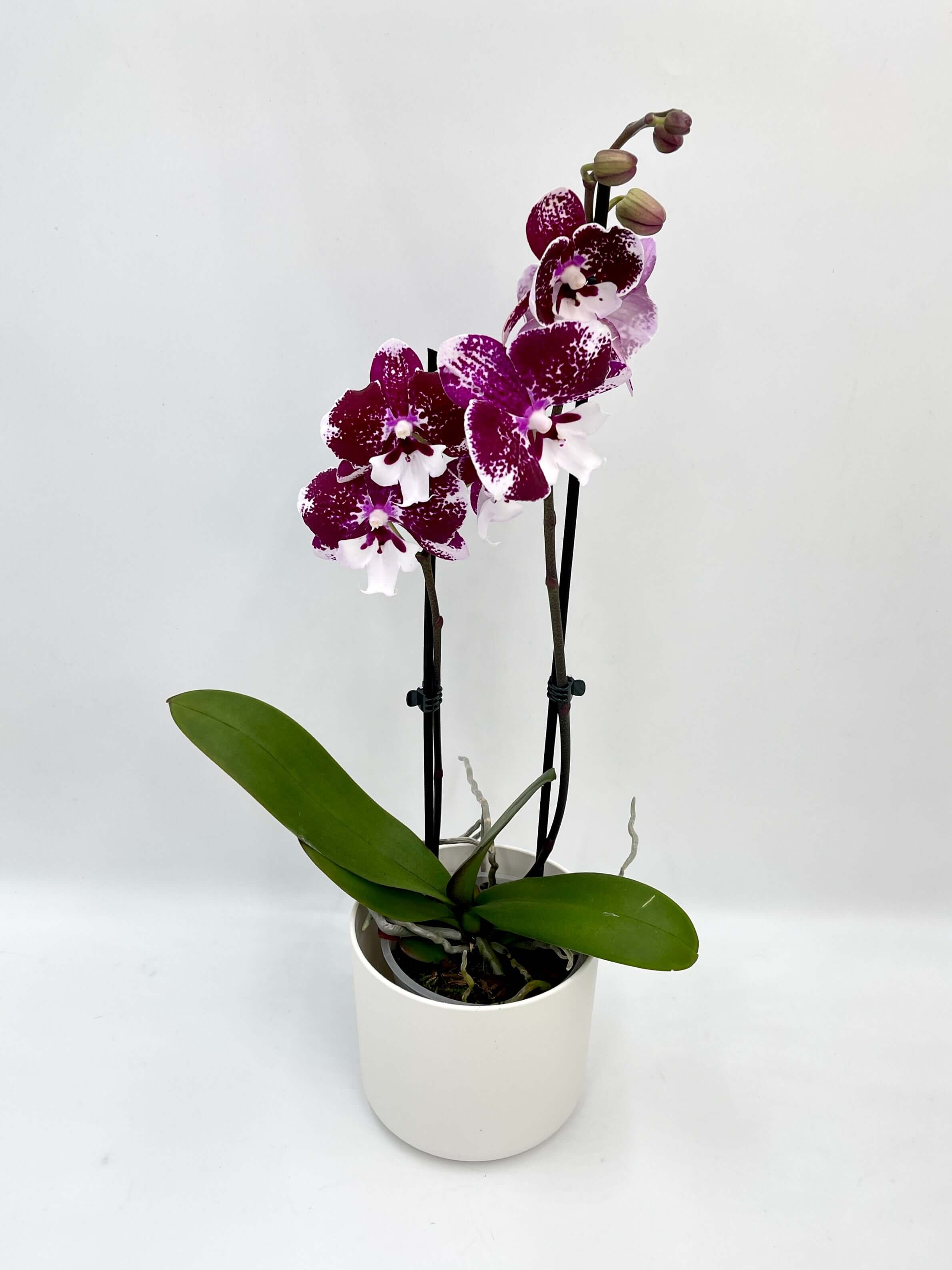 Phalaenopsis Dark Kiss, Big-Lip