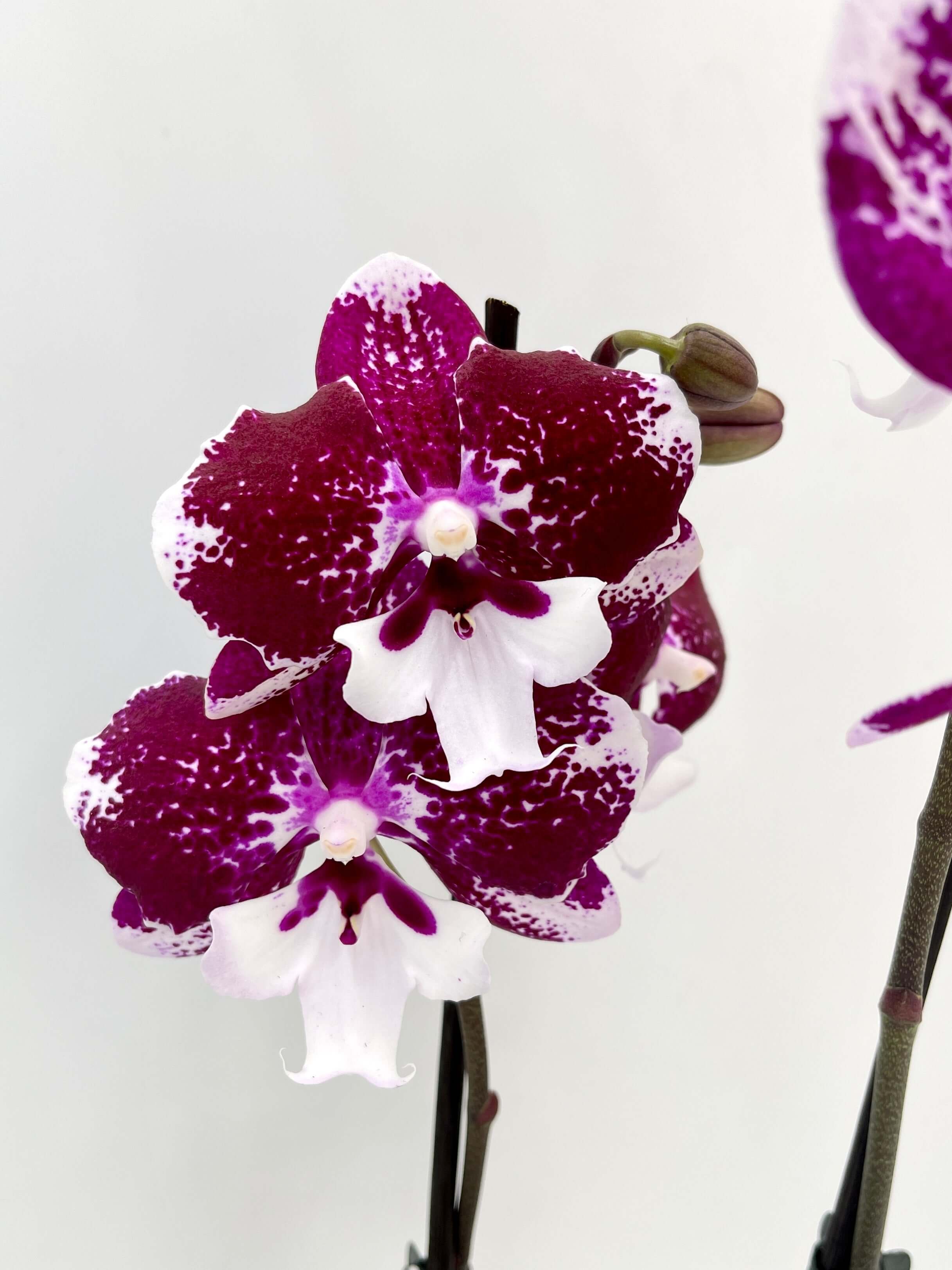 Phalaenopsis Dark Kiss, Big-Lip